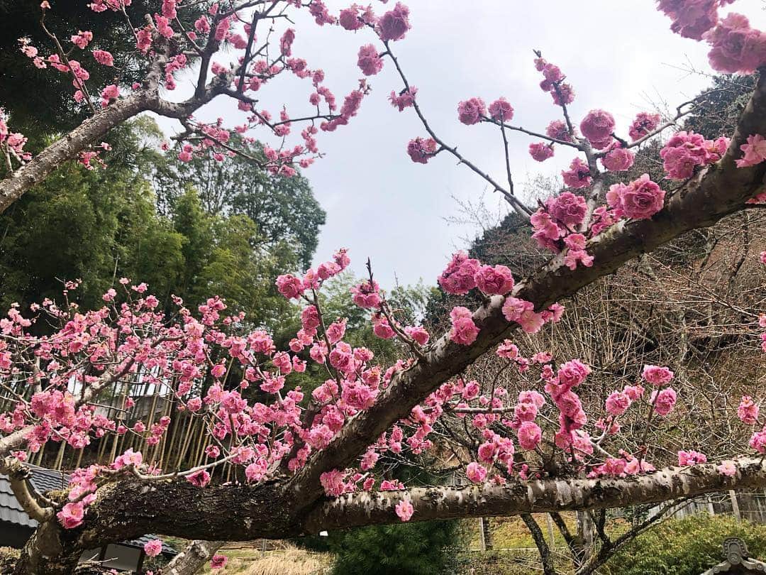 前田彩名さんのインスタグラム写真 - (前田彩名Instagram)「市内と比べて気温が低いということで、 桜は ぜんっぜん咲いていませんでした。笑 (気温が冬すぎてコート)  個人的には新緑の頃に、 また♡の向こうを覗きたいです👀  #正寿院 #猪目窓 #♡ 畳に寝転んで、  #天井絵 のお気に入りを探せたのも楽しかった☺️。 それにしても、 私のいただきます感。」4月3日 10時28分 - ayana.maeda