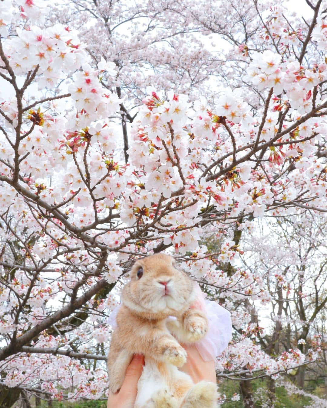 うー & なー ❤️ウチムラさんのインスタグラム写真 - (うー & なー ❤️ウチムラInstagram)「* 🐰🎀「な、なんか桜さんが華やかすぎて…わたちいるのかいないのか分からなくてなってないかちらー？！💦」 * 再チャレンジしてきました🍡🌸 やっぱりお耳が消えて、海ボウズ🥺 *  #bunny #rabbit  #animal  #pets #bunnystagram #rabbitstagram  #動物 #うさぎ #ネザーランドドワーフ #netherlanddwarf #オレンジ  #アンギーユ #アン #あんころ #アン子 #アン太郎 #canonEOSM100」4月3日 10時31分 - uu_una_mina