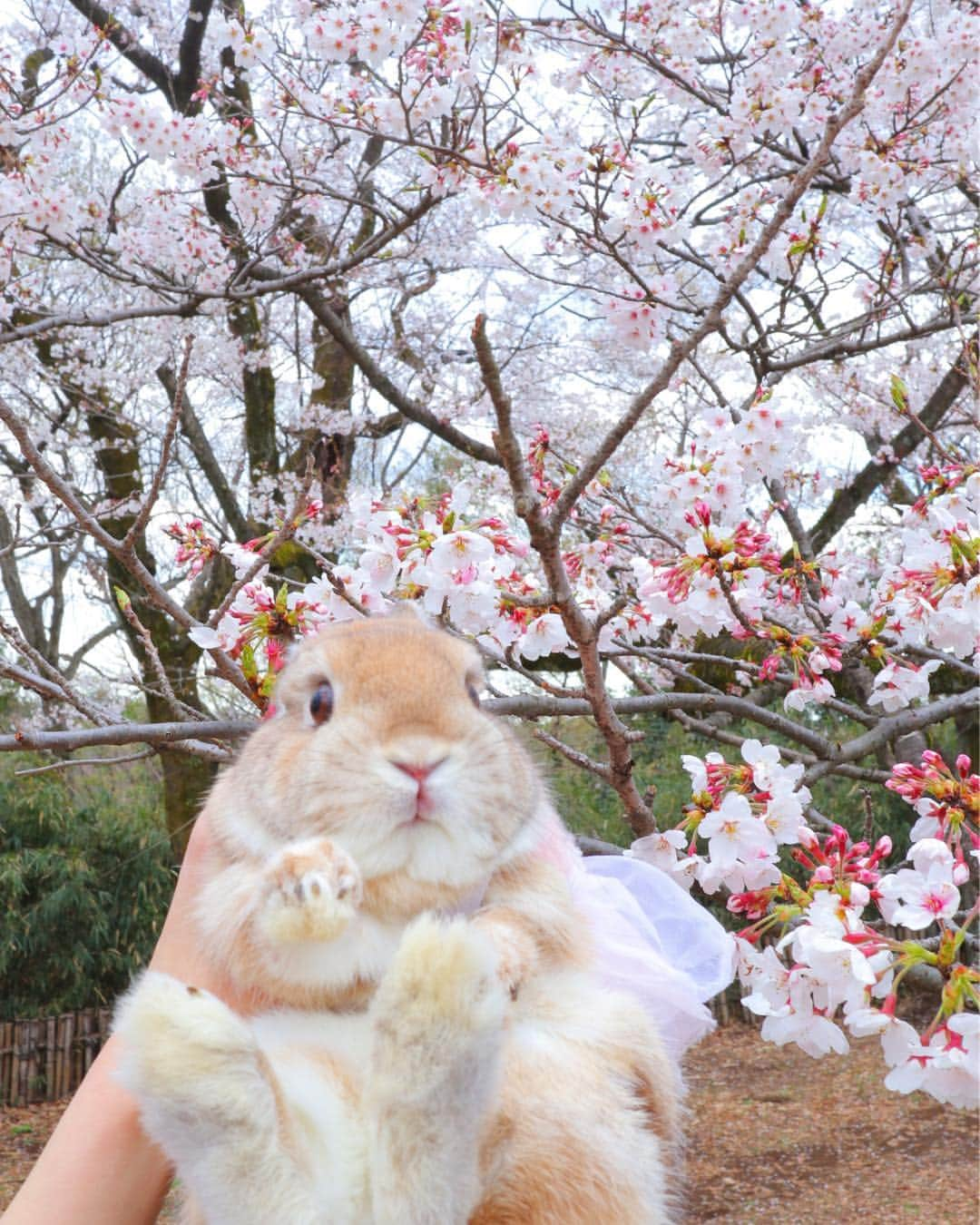 うー & なー ❤️ウチムラさんのインスタグラム写真 - (うー & なー ❤️ウチムラInstagram)「* 🐰🎀「な、なんか桜さんが華やかすぎて…わたちいるのかいないのか分からなくてなってないかちらー？！💦」 * 再チャレンジしてきました🍡🌸 やっぱりお耳が消えて、海ボウズ🥺 *  #bunny #rabbit  #animal  #pets #bunnystagram #rabbitstagram  #動物 #うさぎ #ネザーランドドワーフ #netherlanddwarf #オレンジ  #アンギーユ #アン #あんころ #アン子 #アン太郎 #canonEOSM100」4月3日 10時31分 - uu_una_mina