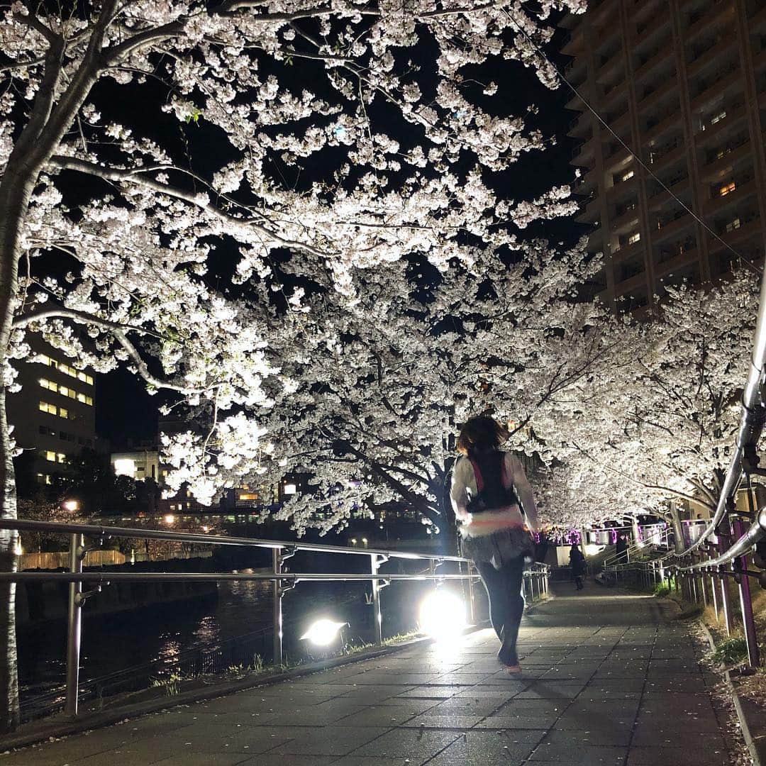 run+さんのインスタグラム写真 - (run+Instagram)「#桜 #こいのぼり #新元号 と季節の楽しみ満載の #帰宅ラン ・ 東京タワーにかかる桜が美しく何度でもうっとり🗼✨ 途中 #お花見 に立ち寄ったり🌸 東京タワーの足元に早くも泳ぐこいのぼり🎏 #新元号 が輝く #令和 の灯り🏮 そして、時を駆けて見ましたw 目黒川の桜は川に反射する桜やライトアップが好き♡ 今年の中目黒は例年にないくらいの混雑で写真を撮るのも歩くことすら大変な混雑だったけど、 五反田近辺は同じ目黒川とは思えないほど空いてて快適♪ ・ #帰宅RUN #通勤ラン #帰宅ランニング #都会のオアシス #走れるって幸せ #帰宅ランの楽しみ #ランニング #ジョギング #RUN ・ #ガーミン #GARMIN #garmin #ガーミン645Music #ナイキプラス #nikeplus #nikerunning ・ #ランニング女子 #ハシリマスタグラム #走るひと #ランニケーション #ゆるラン #街ラン #街RUN ・ #東京タワー #東京タワーのある景色」4月3日 10時31分 - runplus