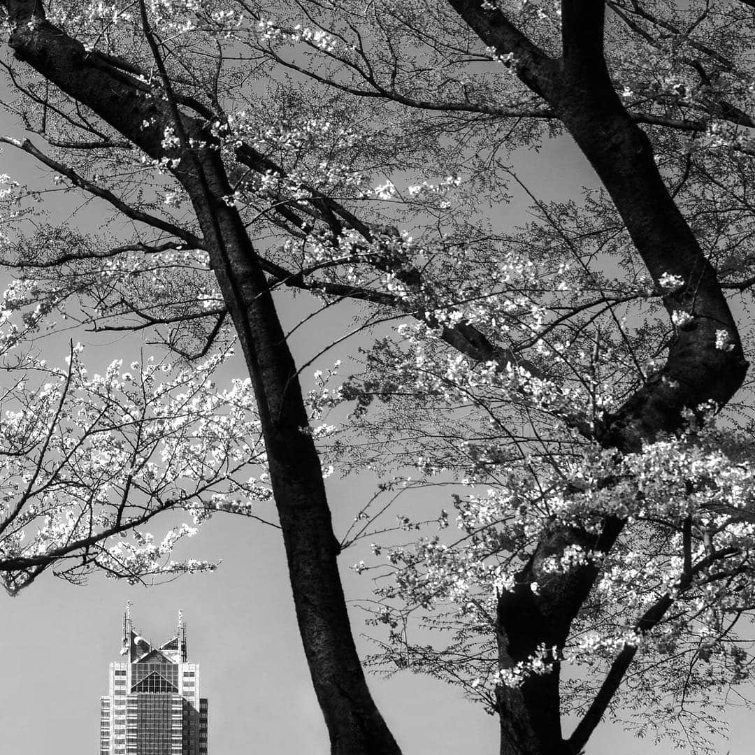 Park Hyatt Tokyo / パーク ハイアット東京さんのインスタグラム写真 - (Park Hyatt Tokyo / パーク ハイアット東京Instagram)「Good morning from Park Hyatt Tokyo! Please see this beautiful photo of the sakura (cherry blossoms) around our hotel by the talented @jorgenaxelvall.  #parkhyatttokyo #cherryblossoms #spring #tokyo #jorgenaxelvall #luxuryispersonal #jubileeatthepark #桜 #shinjkuparktower #新宿パークタワー #ヨーガンアクセルバル」4月3日 10時37分 - parkhyatttokyo