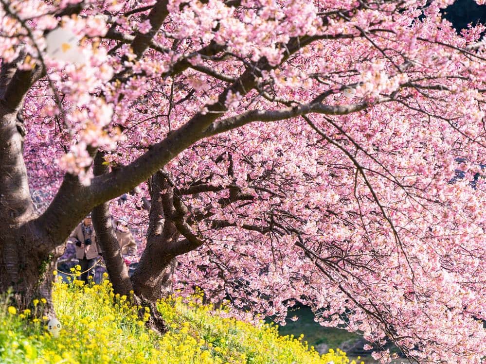 ざっくぅ 公式Instagramさんのインスタグラム写真 - (ざっくぅ 公式InstagramInstagram)「桜の開花もはじまりましたね🌸 今日はざっくぅとお花見に来ました。 3匹連れてきたのですが、どこにいっちゃったの〜💦 みなさん、見つけられますか❓ ・ ざっくぅ公式サイトでも掲載中❗ 正解は4月8日に公式サイトで発表します♪ https://bit.ly/2UdZNxg ・ #春 #春ですね #4月 #桜 #さくら #サクラ #🌸 #花見 #桜並木 #桜大好き #かくれんぼ #わかるかな #見つけて #クイズ #ざっくぅを探せ #ざっくぅ写真部 #ざっくぅ #jcom #ざっくぅ大好き」4月3日 11時00分 - zaq_official