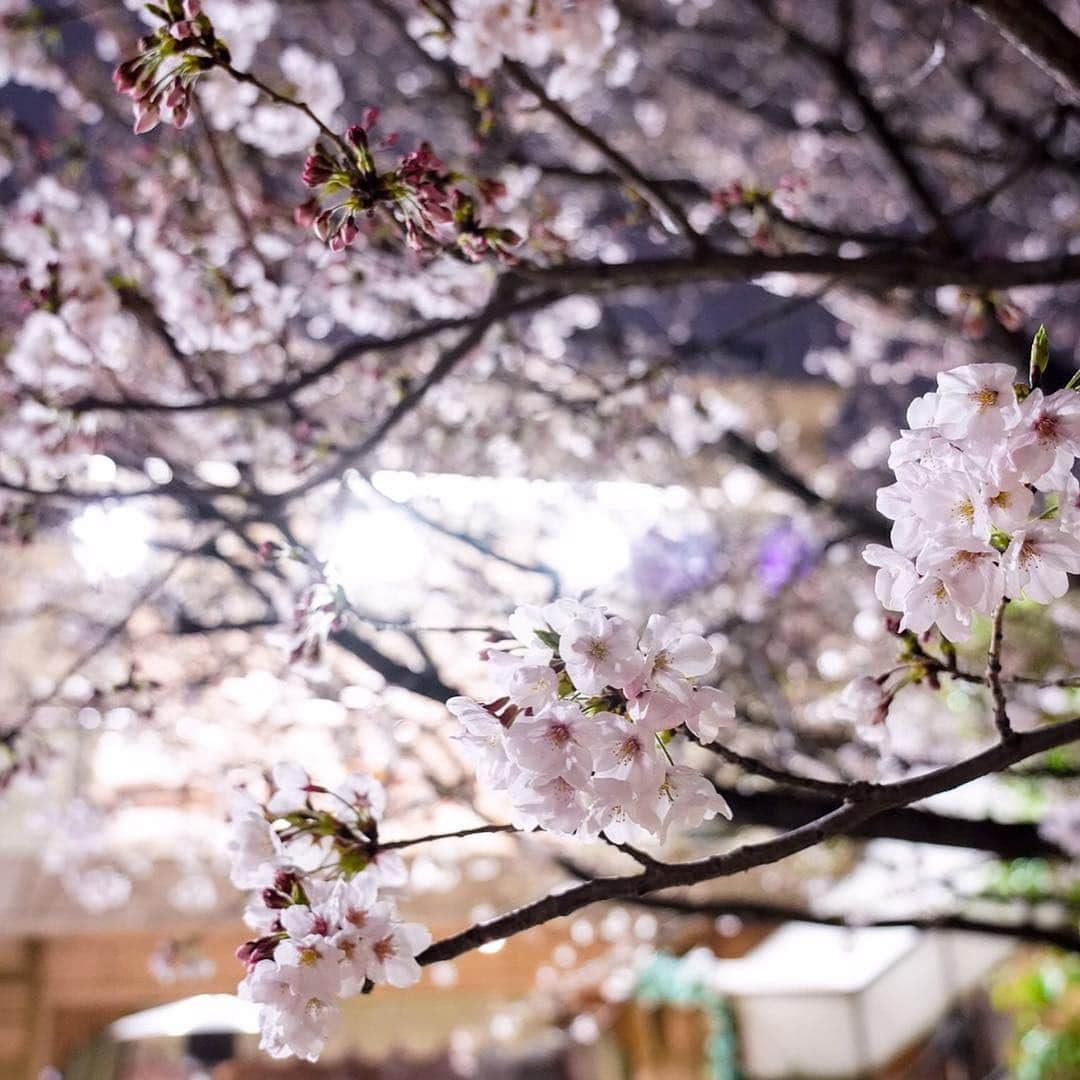 竹本アイラさんのインスタグラム写真 - (竹本アイラInstagram)「#桜  #お花見  #着物  #qedclub  #贅沢  #ディナー」4月3日 11時03分 - aira.ar50