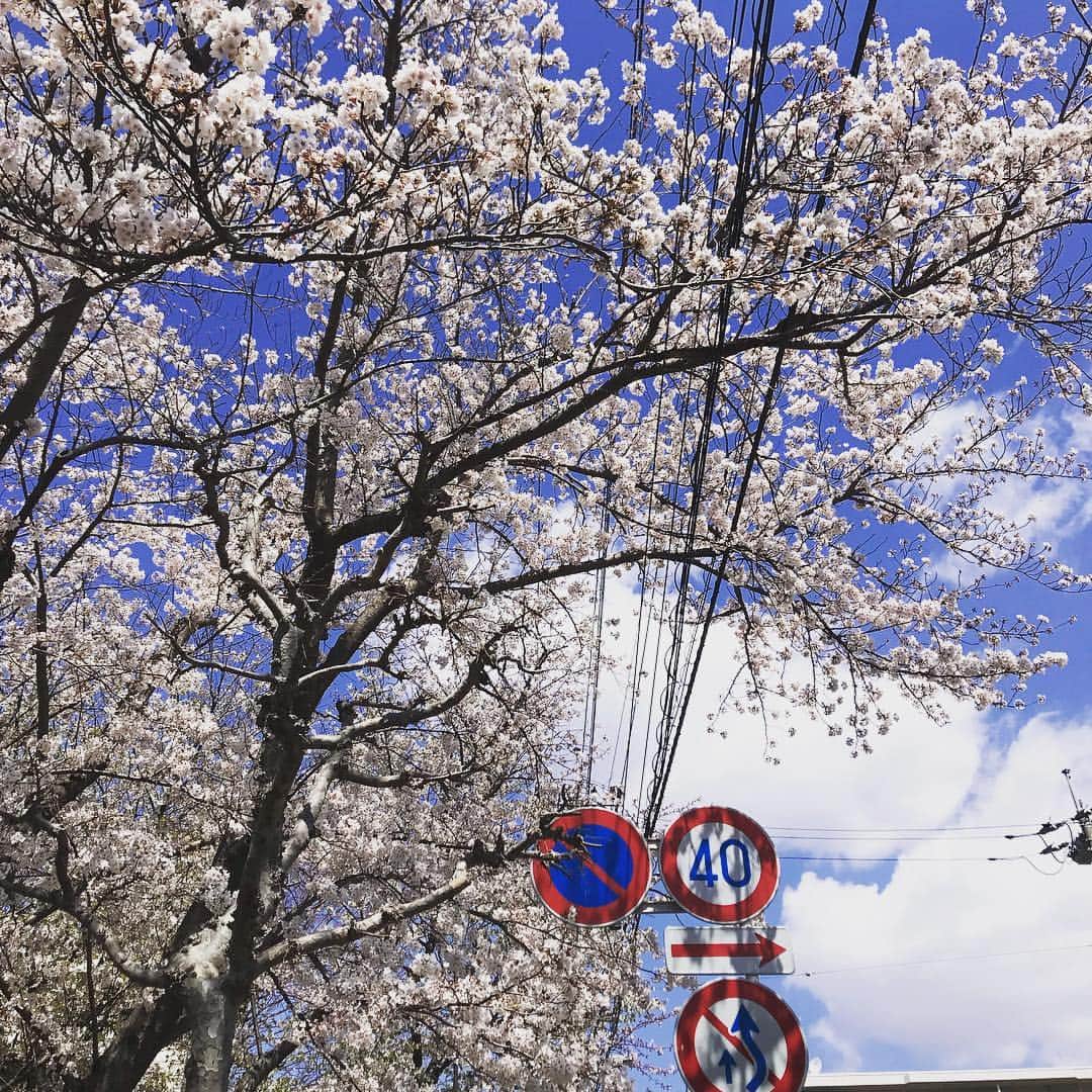 高橋文樹のインスタグラム：「電線と標識と桜、日本の風景。」