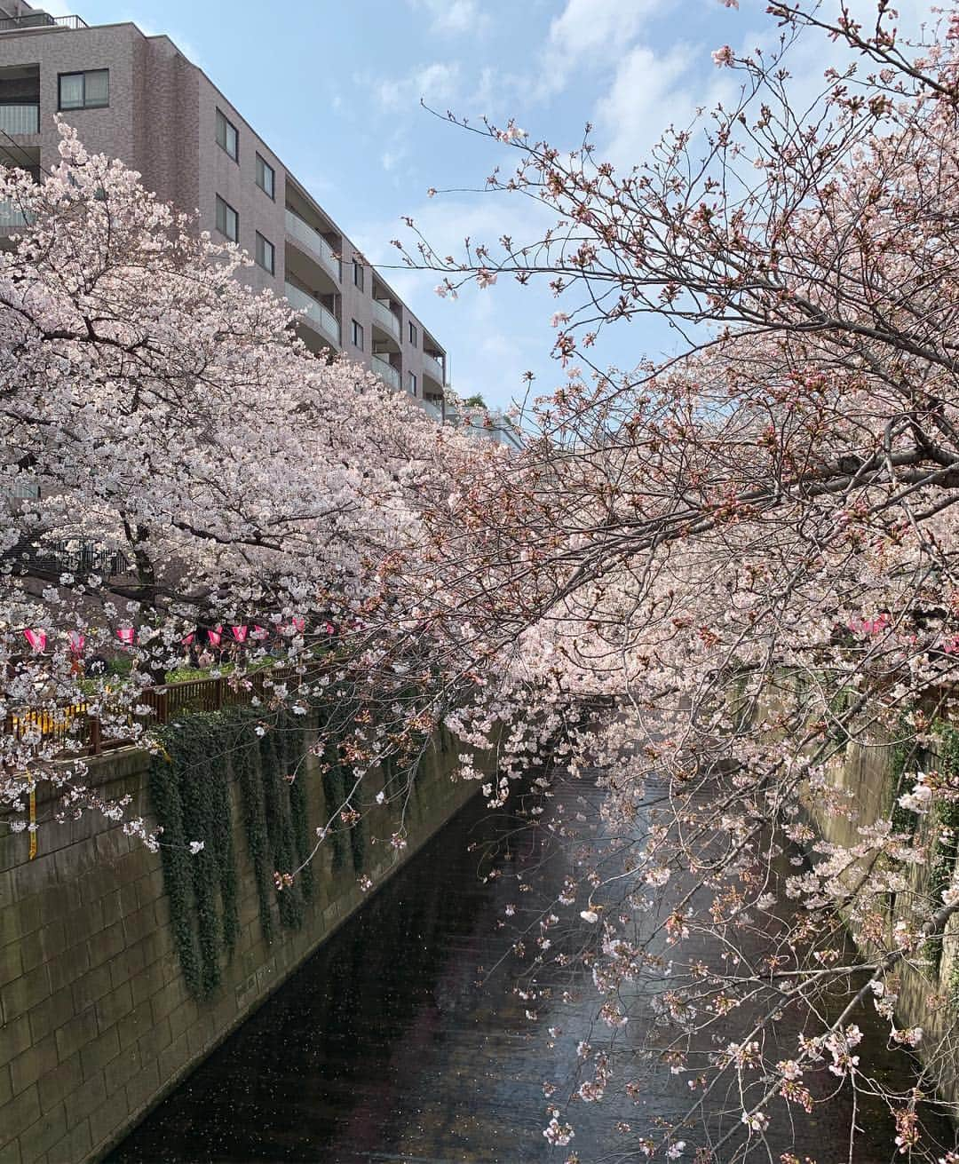 三木崇史さんのインスタグラム写真 - (三木崇史Instagram)「🌸🌸🌸☀️🌸🌸🌸」4月3日 11時16分 - takafumimiki