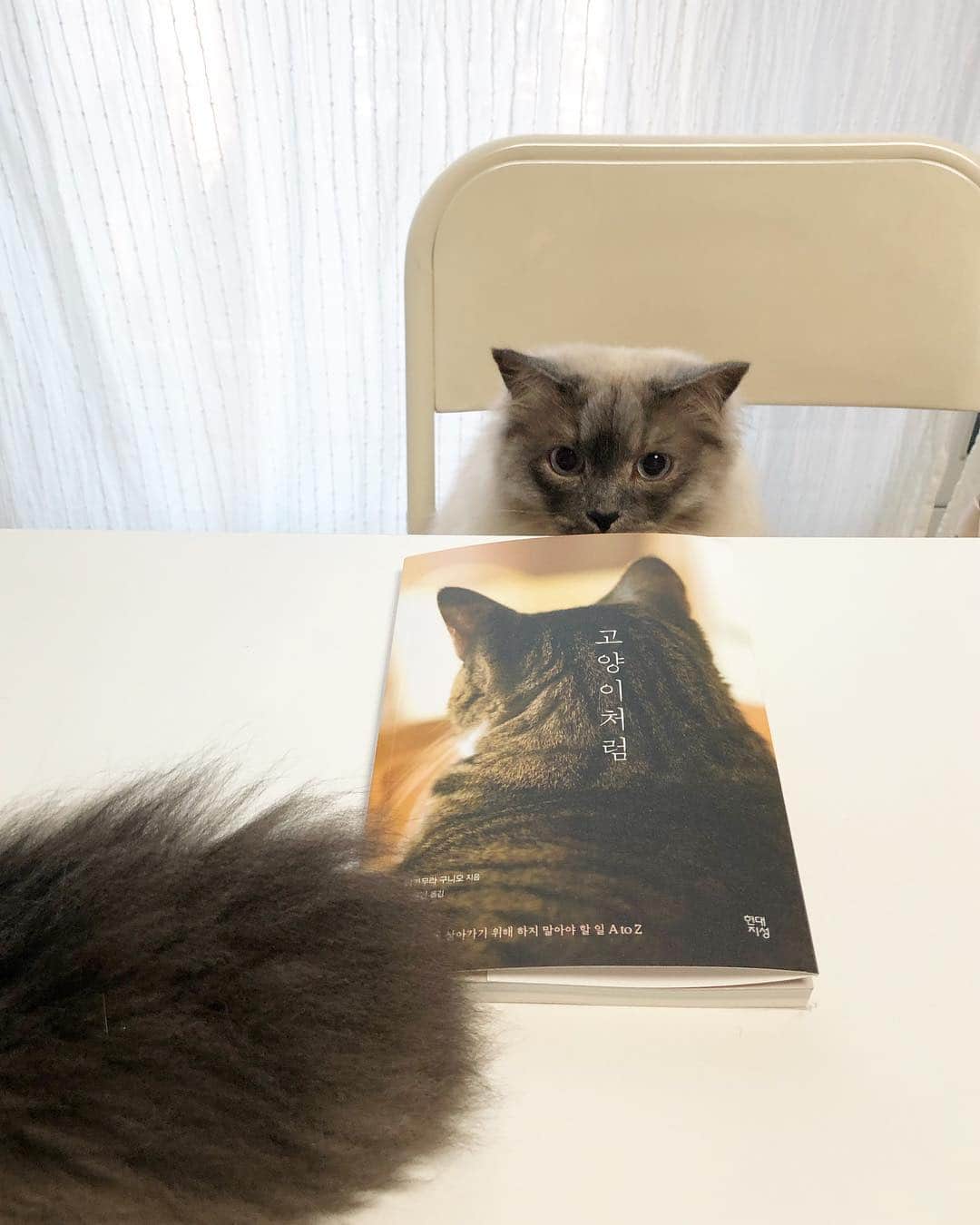 ギモさんのインスタグラム写真 - (ギモInstagram)「오랜만에 독서📚 무겁지 않고 편안하게 읽히는 책이라 마음이 차분하지는 느낌! #cat #고양이처럼 #현대지성출판사 #나도있긤 #꼬리실화 #비버긤 #beaver_tail」4月3日 11時31分 - 1room1cat