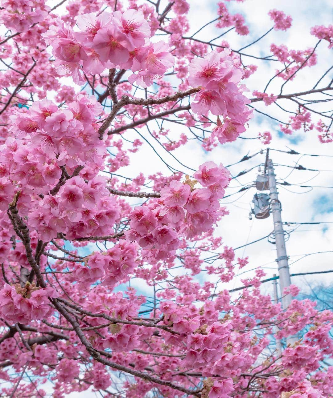 東京電力ホールディングス株式会社さんのインスタグラム写真 - (東京電力ホールディングス株式会社Instagram)「東京都内　桜と電柱 Electric pole with sakura  #東京電力 #東電 #tepco #東京 #桜 #電柱 #tokyo」4月3日 11時34分 - tepco.official