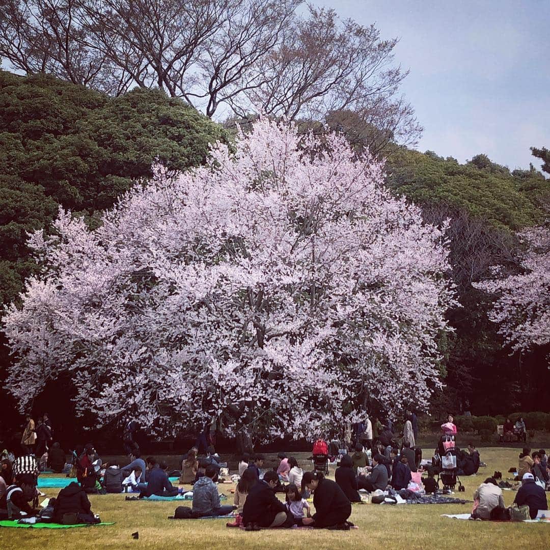 美甘子さんのインスタグラム写真 - (美甘子Instagram)「先日、ちょびちゃん、あいかちゃんと新宿御苑でお花見🌸 割とまだ寒いからか、まだ咲いてない桜もあったので、今週末も楽しめそうな気がします。 令和元年5/1まで、あと少し。 平成最後の4月、楽しみます。  #新宿御苑 #桜 #花見」4月3日 11時36分 - rekish_mikako