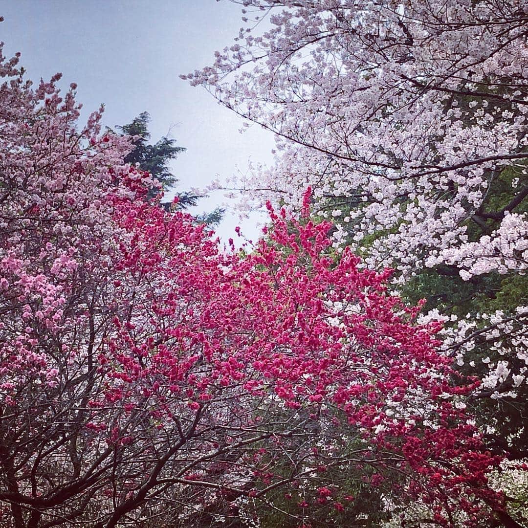 美甘子さんのインスタグラム写真 - (美甘子Instagram)「先日、ちょびちゃん、あいかちゃんと新宿御苑でお花見🌸 割とまだ寒いからか、まだ咲いてない桜もあったので、今週末も楽しめそうな気がします。 令和元年5/1まで、あと少し。 平成最後の4月、楽しみます。  #新宿御苑 #桜 #花見」4月3日 11時36分 - rekish_mikako