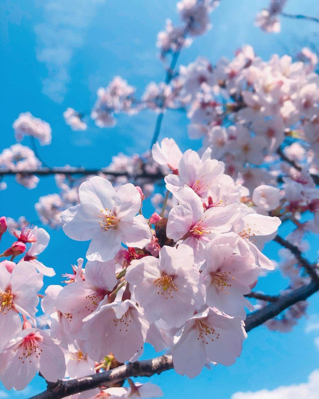 平木愛美さんのインスタグラム写真 - (平木愛美Instagram)「"令和" なんだか品があり、和やかで美しくて素敵だなあ。  #manaminflowers 🌸  桜は皇居外苑の桜。 日曜日は裕子ちゃんと一緒に武道館へAK-69さんのliveへ！！ 心強く、熱く、パワーあるステージに。鳥肌の立つ瞬間も。  本気でステージに立って、たくさんの人の心を動かす存在って、本当に本当に凄い。  光の中にいるかのような演出、と曲と、美しくて感動したり。 you mine🍒きゅーとな曲にきゅんとしたり！  良き有難き時間でした！！！ . 写真、２枚目と５枚目で実は地味〜に変わったところが！！わかる人いるかな？笑 photo by @hf_1028 ちゃん ♡  ひろこちゃんと二人でおでかけ、久々でレアで楽しかった〜🥺💗 でもまた、今度はそうくんも一緒も楽しみ🚀 . 皇居の桜も素敵だけど、近所の緑道の桜も好きなのです。 ５年めの場所、大切な空間🧸💞 私が知ったはじめの頃はそんなに知られてもなかったのに、 この数年のうちに桜スポットとしてどんどん知られ年々人気になってきて、今年なんかはもうたっくさんの人で溢れる大人気スポットになってた!!🌸 まいにち身近にある大好きな緑道！！！四季を感じられるのです♡  #love #cherryblossom  #桜 #日本 #武道館 #AK69 さん」4月3日 11時40分 - manamihiraki