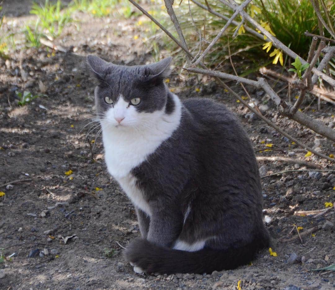 やふさんのインスタグラム写真 - (やふInstagram)「最近のお庭散歩は3匹一緒。ぞろぞろぞろぞろ付いてきます。そしてももは…絶対にご一緒しませんw . #cat #neko #catlovers #catsofinstagram #catstagram #instacat #猫 #ねこ #ネコ #保護猫 #新吉」4月3日 11時41分 - kyafy