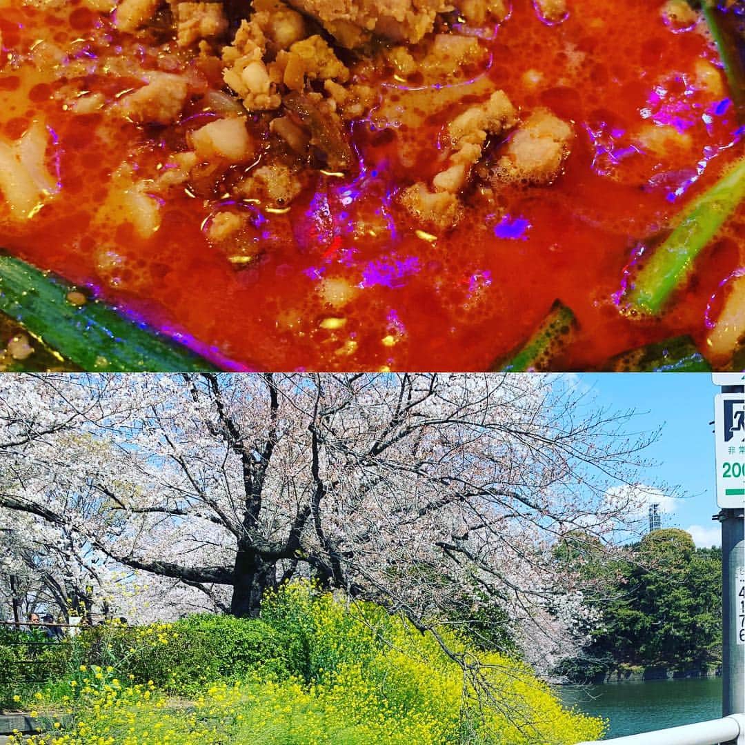 のインスタグラム：「定期検診からの坦々麺と千鳥ヶ淵の桜」