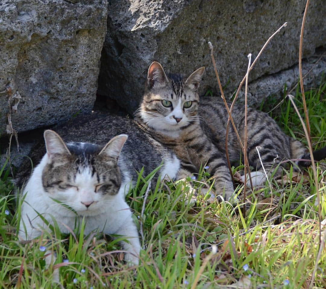 やふさんのインスタグラム写真 - (やふInstagram)「散歩途中でふと姿が見えないと思ったら、日陰で仲良く休憩してました。「兄ちゃん暑いねー」「うん」という声が聞こえてきそう。 . #cat #neko #catlovers #catsofinstagram #catstagram #instacat #猫 #ねこ #ネコ #保護猫 #新吉 #京太」4月3日 11時45分 - kyafy