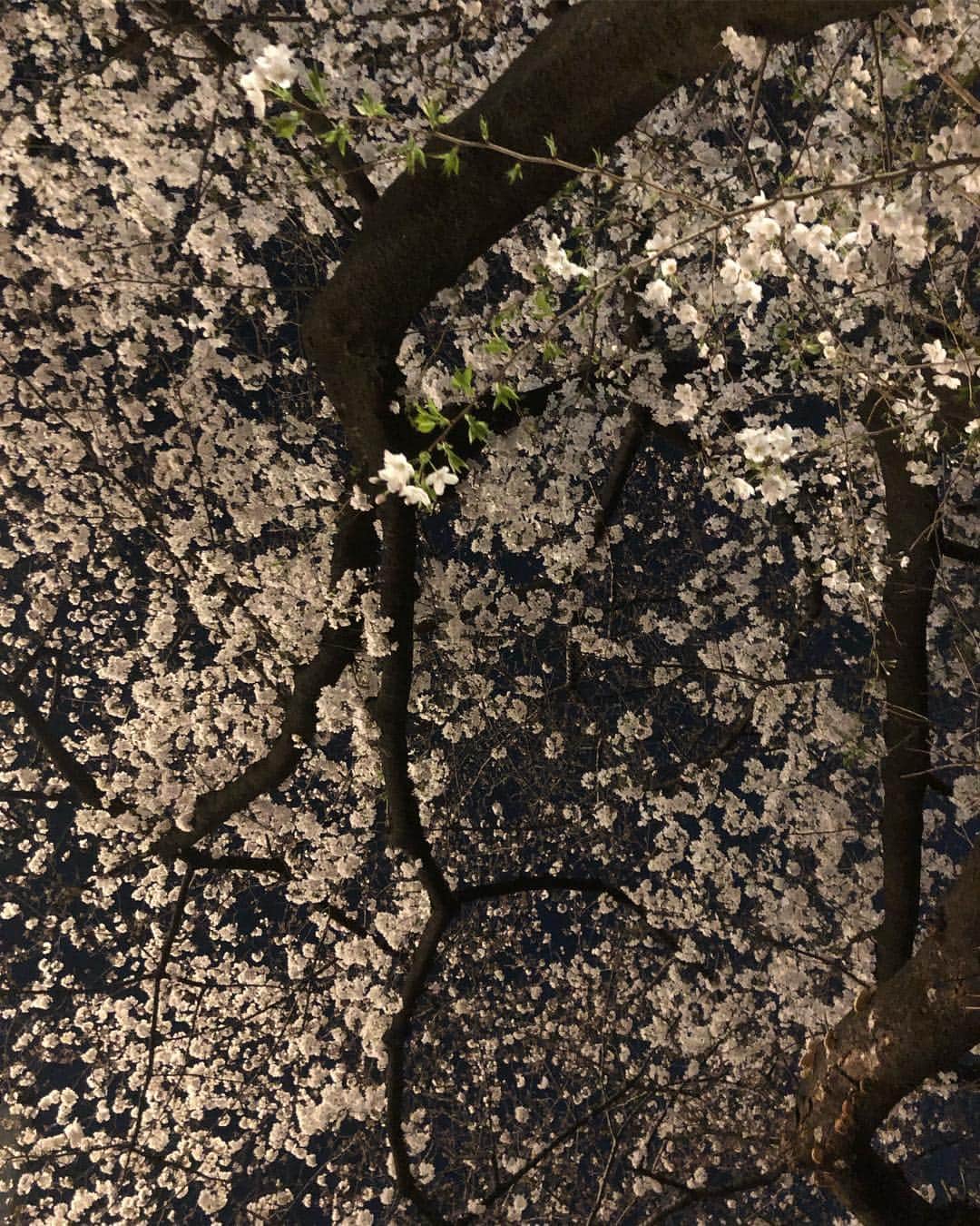 直井由文さんのインスタグラム写真 - (直井由文Instagram)「📸 #cherryblossoms」4月3日 11時55分 - boc_chama_9