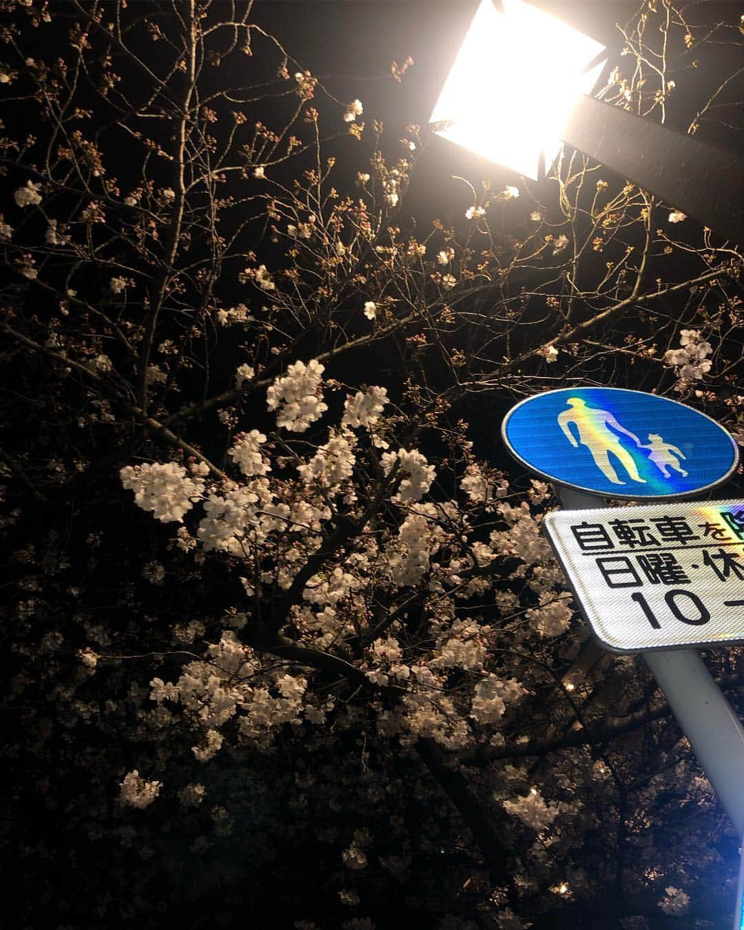 直井由文さんのインスタグラム写真 - (直井由文Instagram)「📸 #cherryblossoms」4月3日 11時55分 - boc_chama_9