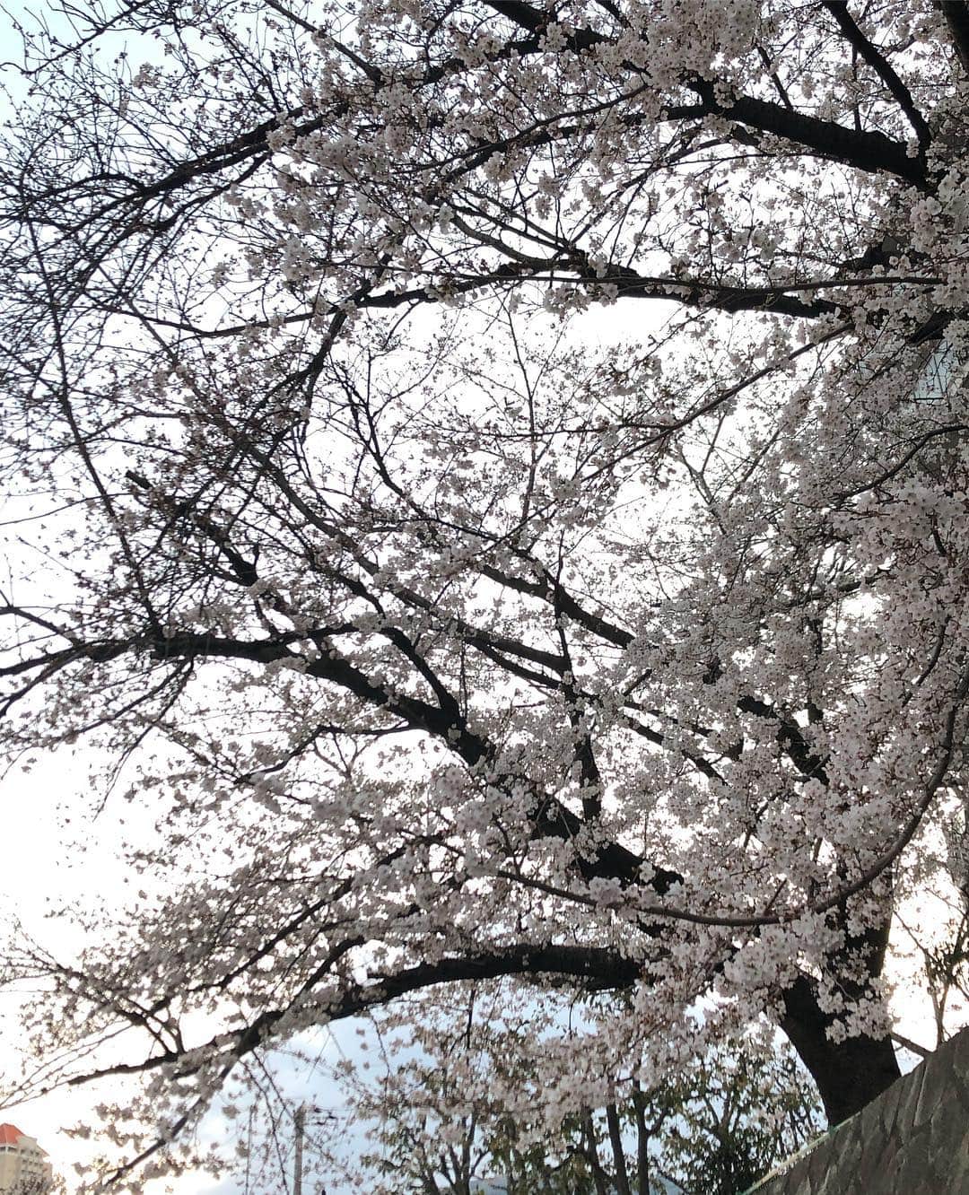 央雅光希さんのインスタグラム写真 - (央雅光希Instagram)「昨日、思いがけないところで今年初の桜を見ることが出来ました😊 日本人で好きですよねー、桜。例に漏れず私も好き。 明日はもっと沢山の桜を眺められるところに行ける！はず！ 待ってろ、TOKYO‼️ #桜」4月3日 12時00分 - tatatata_ayk