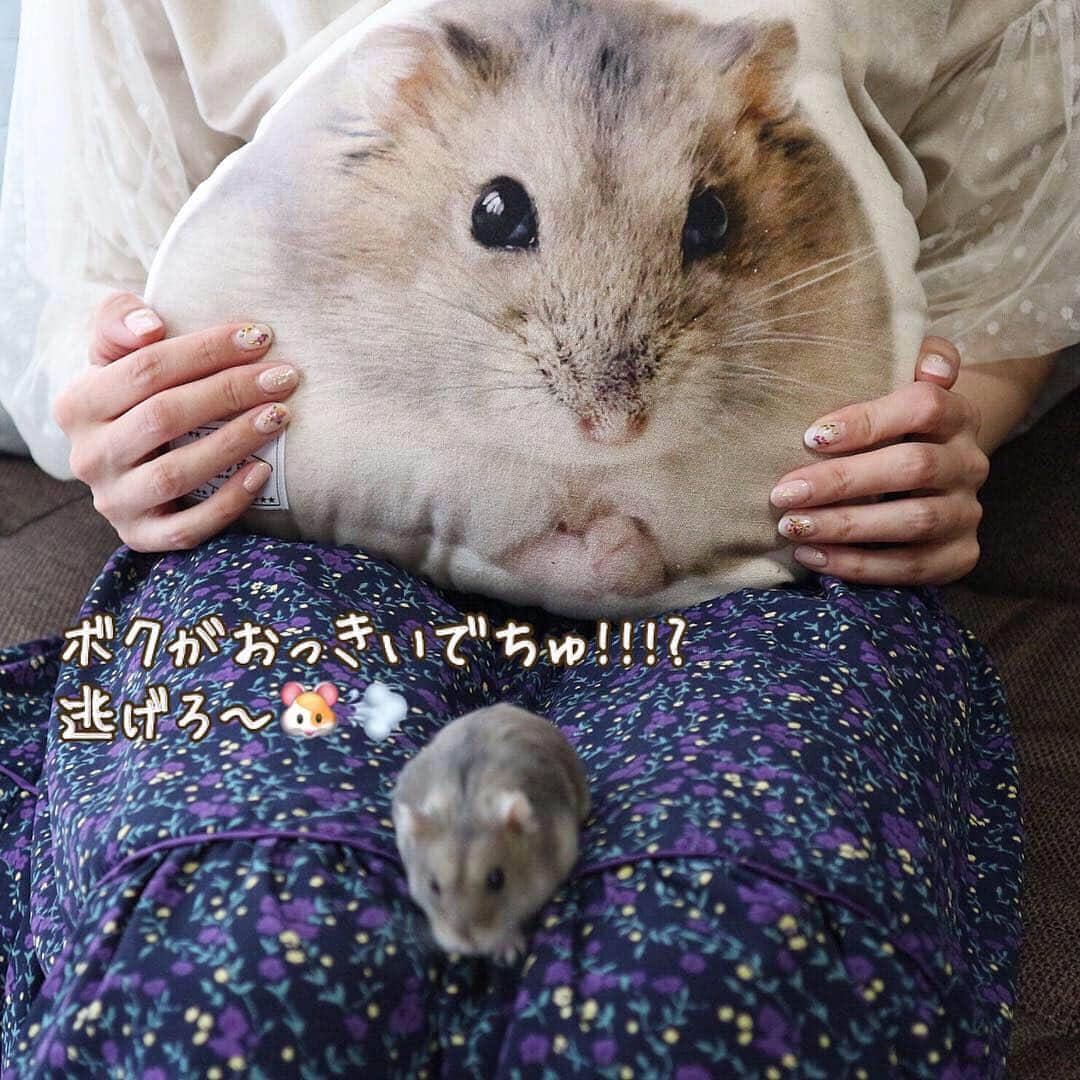 hamster_mocoさんのインスタグラム写真 - (hamster_mocoInstagram)「これでボクも一人前のハムモでちゅ🐹✨😂 ･ この度我が家のミチくんがシング･シング･シングさん @sing_thing_sing のペットモデルをさせて頂きました〜👏 その完成したミチくんグッズの詰め合わせがお礼のお品として届いたよ😳🐹✨ ･ ☺︎︎オーダーメイドクッション ☺︎︎オーダーメイドポーチ ☺︎︎オーダーメイドアイシングクッキー ☺︎︎オーダーメイドブローチ ･ どの商品も可愛さの極みっっ😍👍🐹可愛すぎて使うのがもったいないのでしばらくは眺めて楽しませていただきます🥺💓 ･ @sing_thing_sing さま、このような機会を与えて頂き本当にありがとうございました😭🙏🏻✨ sing.sing.sing⇒ https://singthingsing.com/ ☺︎︎ それにしてもアイシングクッキー可愛すぎて絶対食べれない😭🍪🐹💓 2019.4.3 ☺︎︎ #ハムスターミチ#ハムスター#ジャンガリアンハムスター#ジャンガリアン#ブルーサファイア#ブルーサファイアハムスター#ジャンガリアンブルーサファイア#ふわもこ部 #モフモフ#ペット#小動物 #hamster#djungarian#hamstagram#hammy#happy_pets#PET_OF_OUR_WORLD#igersjp#ig_japan#instapet#weeklyfluff#kawaii#cute#仓鼠#정글리안#햄스터」4月3日 12時05分 - asahi.fl