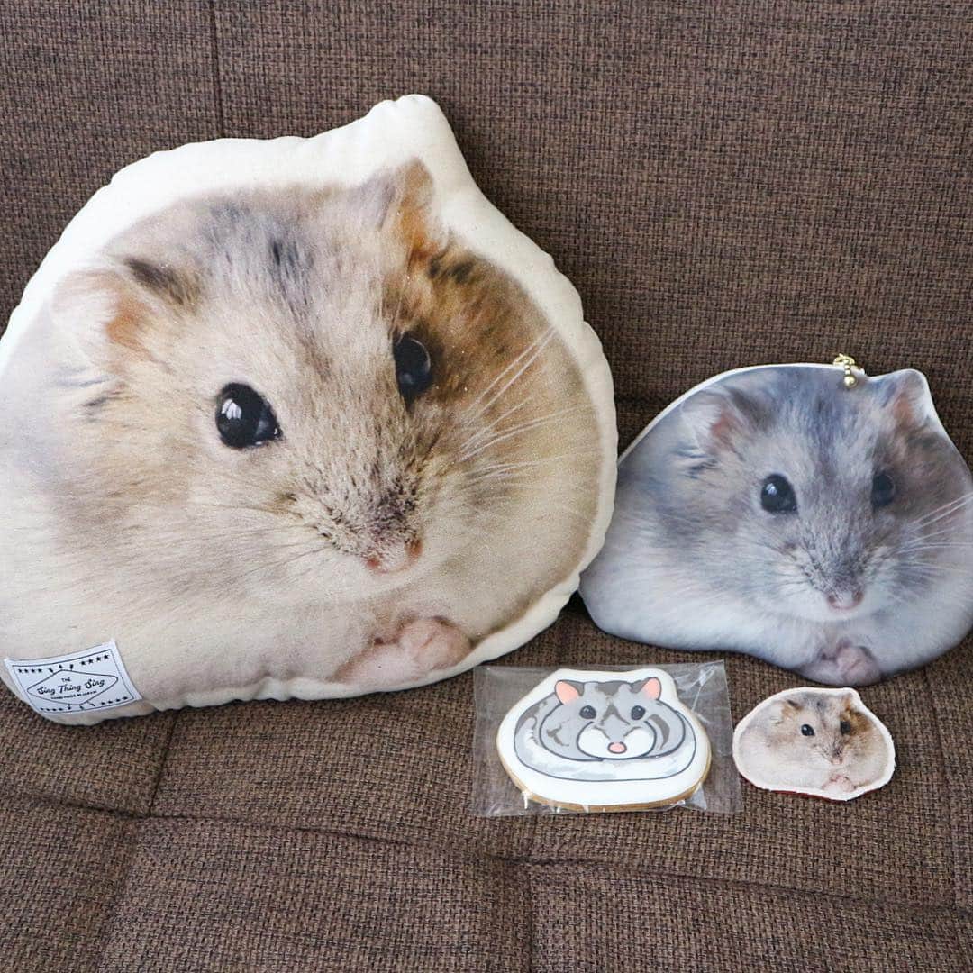 hamster_mocoさんのインスタグラム写真 - (hamster_mocoInstagram)「これでボクも一人前のハムモでちゅ🐹✨😂 ･ この度我が家のミチくんがシング･シング･シングさん @sing_thing_sing のペットモデルをさせて頂きました〜👏 その完成したミチくんグッズの詰め合わせがお礼のお品として届いたよ😳🐹✨ ･ ☺︎︎オーダーメイドクッション ☺︎︎オーダーメイドポーチ ☺︎︎オーダーメイドアイシングクッキー ☺︎︎オーダーメイドブローチ ･ どの商品も可愛さの極みっっ😍👍🐹可愛すぎて使うのがもったいないのでしばらくは眺めて楽しませていただきます🥺💓 ･ @sing_thing_sing さま、このような機会を与えて頂き本当にありがとうございました😭🙏🏻✨ sing.sing.sing⇒ https://singthingsing.com/ ☺︎︎ それにしてもアイシングクッキー可愛すぎて絶対食べれない😭🍪🐹💓 2019.4.3 ☺︎︎ #ハムスターミチ#ハムスター#ジャンガリアンハムスター#ジャンガリアン#ブルーサファイア#ブルーサファイアハムスター#ジャンガリアンブルーサファイア#ふわもこ部 #モフモフ#ペット#小動物 #hamster#djungarian#hamstagram#hammy#happy_pets#PET_OF_OUR_WORLD#igersjp#ig_japan#instapet#weeklyfluff#kawaii#cute#仓鼠#정글리안#햄스터」4月3日 12時05分 - asahi.fl