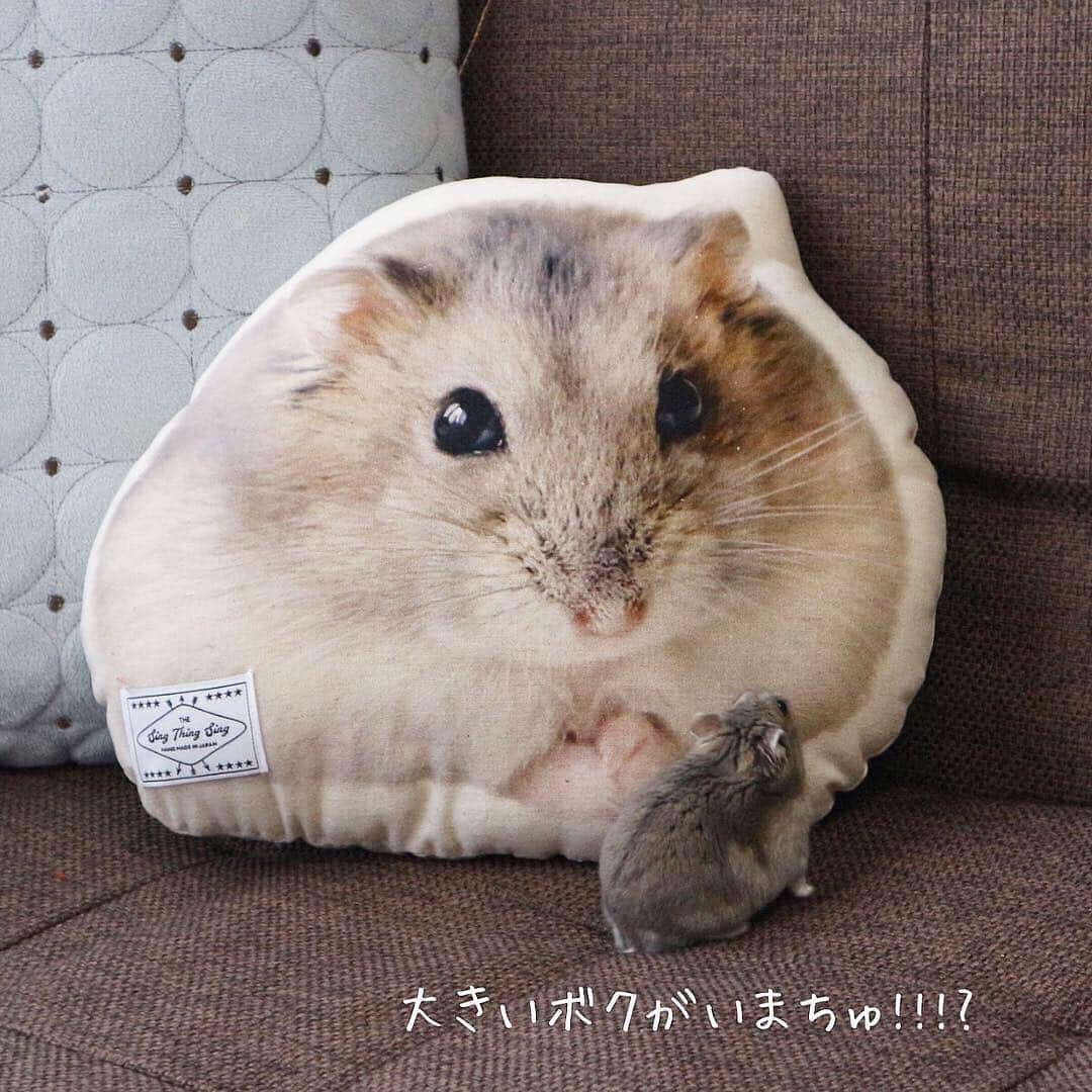 hamster_mocoさんのインスタグラム写真 - (hamster_mocoInstagram)「これでボクも一人前のハムモでちゅ🐹✨😂 ･ この度我が家のミチくんがシング･シング･シングさん @sing_thing_sing のペットモデルをさせて頂きました〜👏 その完成したミチくんグッズの詰め合わせがお礼のお品として届いたよ😳🐹✨ ･ ☺︎︎オーダーメイドクッション ☺︎︎オーダーメイドポーチ ☺︎︎オーダーメイドアイシングクッキー ☺︎︎オーダーメイドブローチ ･ どの商品も可愛さの極みっっ😍👍🐹可愛すぎて使うのがもったいないのでしばらくは眺めて楽しませていただきます🥺💓 ･ @sing_thing_sing さま、このような機会を与えて頂き本当にありがとうございました😭🙏🏻✨ sing.sing.sing⇒ https://singthingsing.com/ ☺︎︎ それにしてもアイシングクッキー可愛すぎて絶対食べれない😭🍪🐹💓 2019.4.3 ☺︎︎ #ハムスターミチ#ハムスター#ジャンガリアンハムスター#ジャンガリアン#ブルーサファイア#ブルーサファイアハムスター#ジャンガリアンブルーサファイア#ふわもこ部 #モフモフ#ペット#小動物 #hamster#djungarian#hamstagram#hammy#happy_pets#PET_OF_OUR_WORLD#igersjp#ig_japan#instapet#weeklyfluff#kawaii#cute#仓鼠#정글리안#햄스터」4月3日 12時05分 - asahi.fl