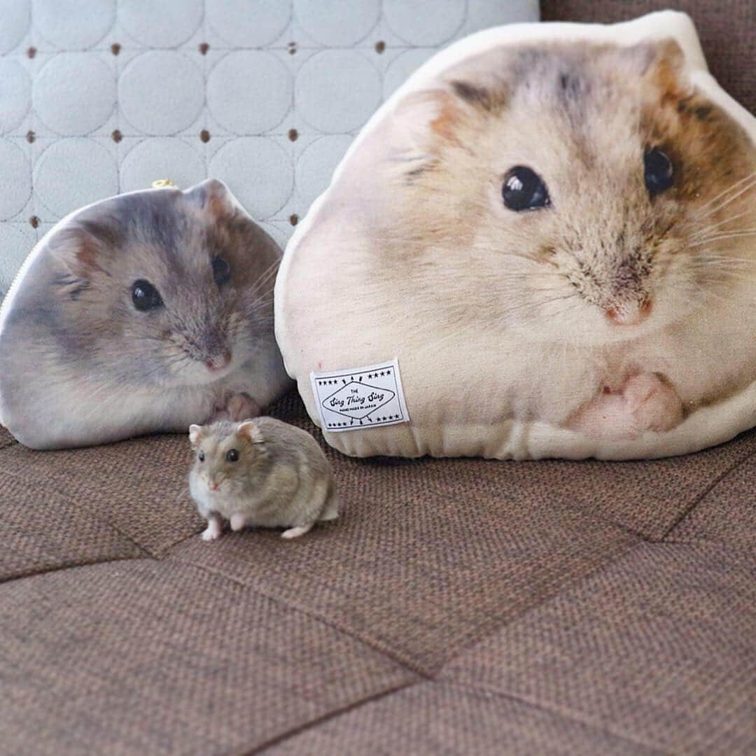 hamster_mocoさんのインスタグラム写真 - (hamster_mocoInstagram)「これでボクも一人前のハムモでちゅ🐹✨😂 ･ この度我が家のミチくんがシング･シング･シングさん @sing_thing_sing のペットモデルをさせて頂きました〜👏 その完成したミチくんグッズの詰め合わせがお礼のお品として届いたよ😳🐹✨ ･ ☺︎︎オーダーメイドクッション ☺︎︎オーダーメイドポーチ ☺︎︎オーダーメイドアイシングクッキー ☺︎︎オーダーメイドブローチ ･ どの商品も可愛さの極みっっ😍👍🐹可愛すぎて使うのがもったいないのでしばらくは眺めて楽しませていただきます🥺💓 ･ @sing_thing_sing さま、このような機会を与えて頂き本当にありがとうございました😭🙏🏻✨ sing.sing.sing⇒ https://singthingsing.com/ ☺︎︎ それにしてもアイシングクッキー可愛すぎて絶対食べれない😭🍪🐹💓 2019.4.3 ☺︎︎ #ハムスターミチ#ハムスター#ジャンガリアンハムスター#ジャンガリアン#ブルーサファイア#ブルーサファイアハムスター#ジャンガリアンブルーサファイア#ふわもこ部 #モフモフ#ペット#小動物 #hamster#djungarian#hamstagram#hammy#happy_pets#PET_OF_OUR_WORLD#igersjp#ig_japan#instapet#weeklyfluff#kawaii#cute#仓鼠#정글리안#햄스터」4月3日 12時05分 - asahi.fl