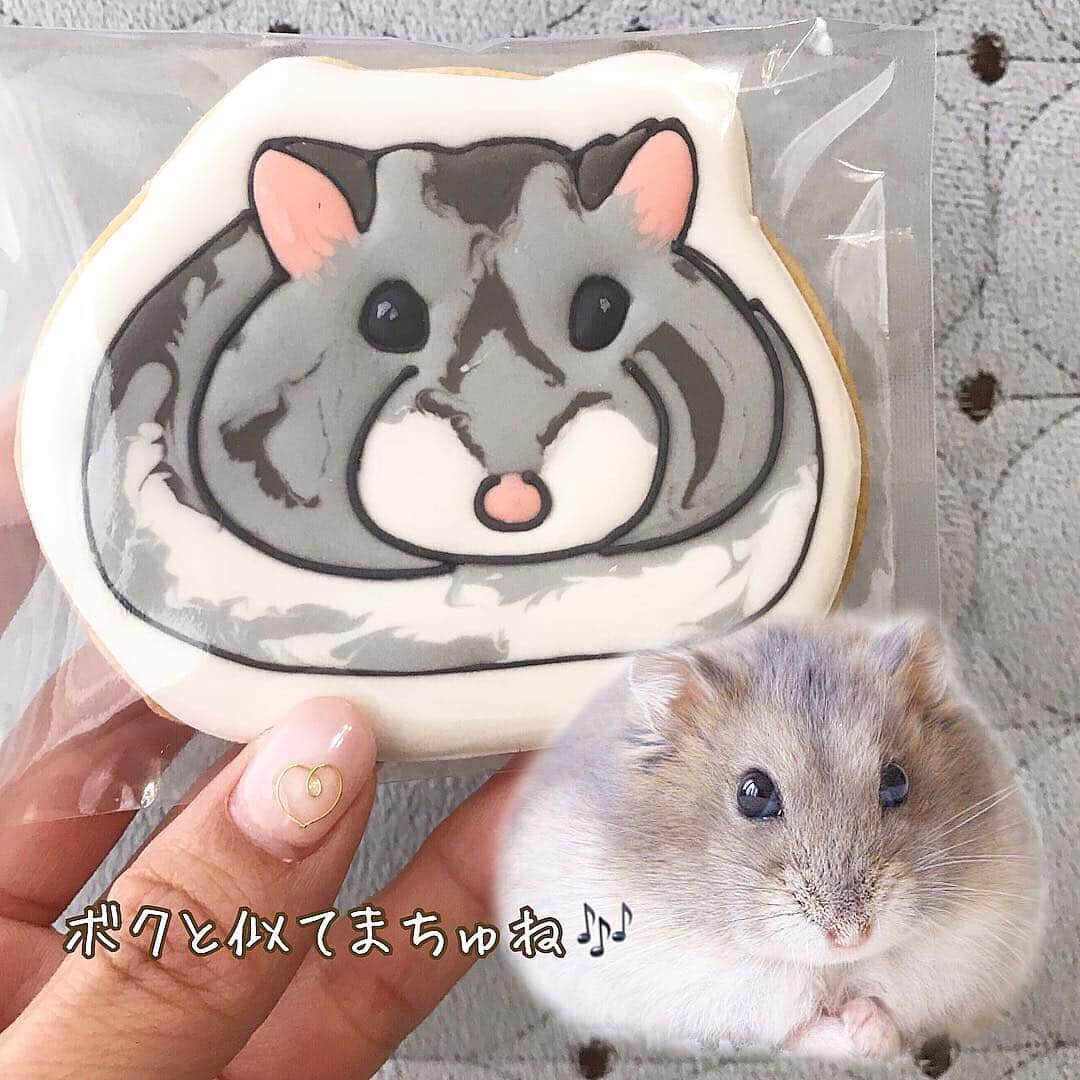 hamster_mocoさんのインスタグラム写真 - (hamster_mocoInstagram)「これでボクも一人前のハムモでちゅ🐹✨😂 ･ この度我が家のミチくんがシング･シング･シングさん @sing_thing_sing のペットモデルをさせて頂きました〜👏 その完成したミチくんグッズの詰め合わせがお礼のお品として届いたよ😳🐹✨ ･ ☺︎︎オーダーメイドクッション ☺︎︎オーダーメイドポーチ ☺︎︎オーダーメイドアイシングクッキー ☺︎︎オーダーメイドブローチ ･ どの商品も可愛さの極みっっ😍👍🐹可愛すぎて使うのがもったいないのでしばらくは眺めて楽しませていただきます🥺💓 ･ @sing_thing_sing さま、このような機会を与えて頂き本当にありがとうございました😭🙏🏻✨ sing.sing.sing⇒ https://singthingsing.com/ ☺︎︎ それにしてもアイシングクッキー可愛すぎて絶対食べれない😭🍪🐹💓 2019.4.3 ☺︎︎ #ハムスターミチ#ハムスター#ジャンガリアンハムスター#ジャンガリアン#ブルーサファイア#ブルーサファイアハムスター#ジャンガリアンブルーサファイア#ふわもこ部 #モフモフ#ペット#小動物 #hamster#djungarian#hamstagram#hammy#happy_pets#PET_OF_OUR_WORLD#igersjp#ig_japan#instapet#weeklyfluff#kawaii#cute#仓鼠#정글리안#햄스터」4月3日 12時05分 - asahi.fl