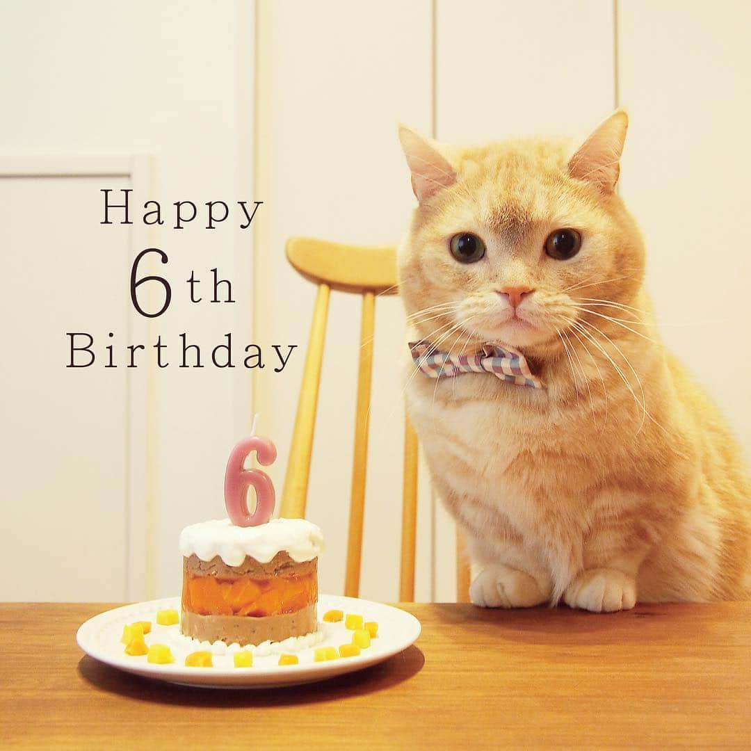 ぷーさんのインスタグラム写真 - (ぷーInstagram)「˚✩｡*happy 6th birthday˚✩*✧ . ぷーちゃん本日で6歳になりました🐈 6歳の年も健康で元気に楽しく過ごせますように☺️ . #6歳誕生日 #happybirthday .」4月3日 12時06分 - pooh0403