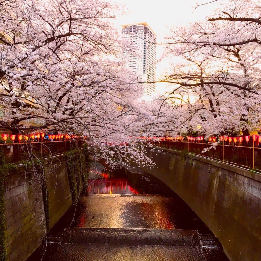 五十嵐恭雄さんのインスタグラム写真 - (五十嵐恭雄Instagram)「昨日の野球⚾️ からの花見🌸  打てませぬでした。。。詳しくはblogで✍️ #左打席 #野球 #野球部 #baseball #野球青年 #野球中年 #sports #athleta #アスリート #花見  #sakura」4月3日 12時09分 - yasuo_ikarashi_