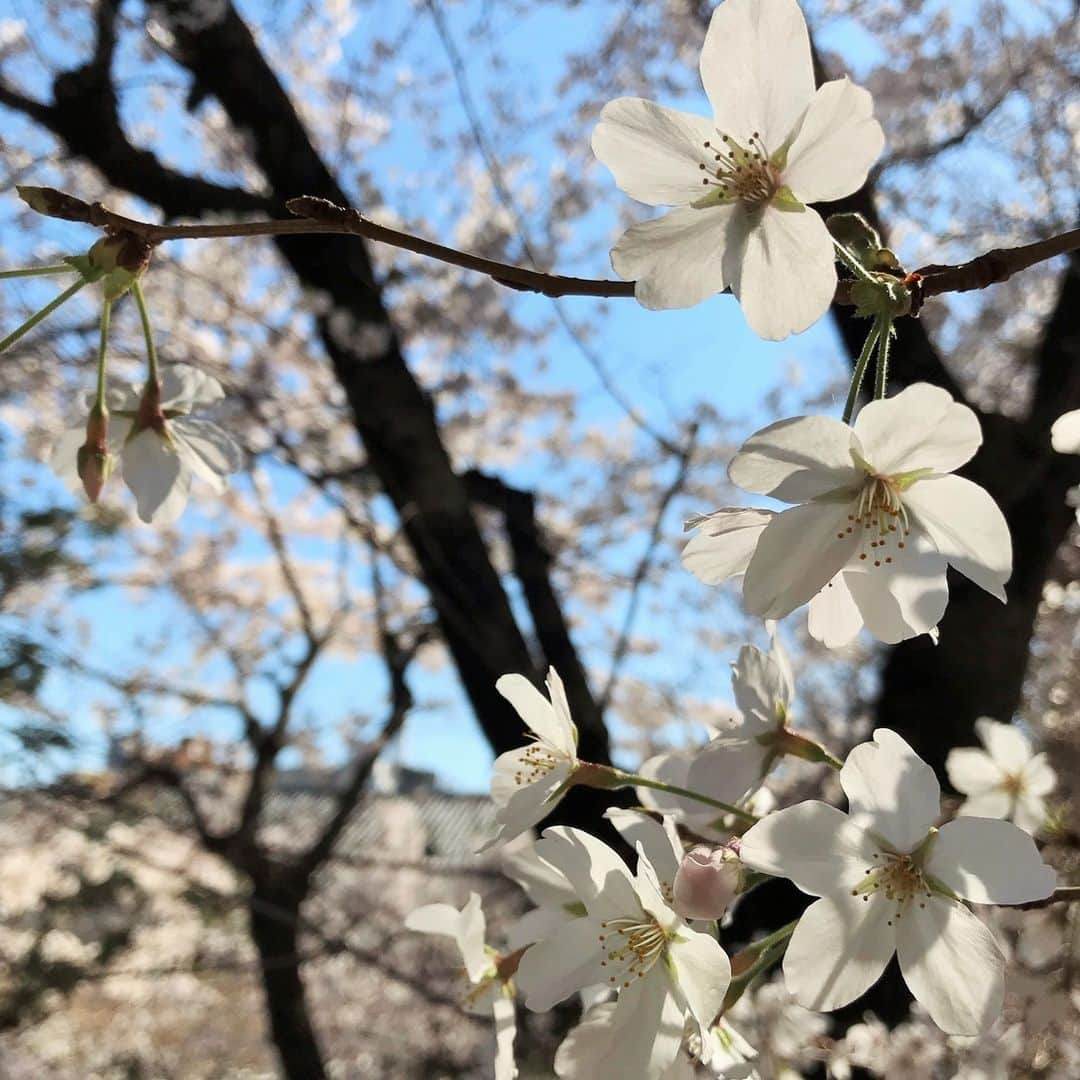 立教大学さんのインスタグラム写真 - (立教大学Instagram)「３号館の前の桜 Cherry blossoms in front of Building no.3 . #rikkyo #rikkyouniversity #ikebukuro #池袋 #立教 #立教大学 #桜 #cherryblossom #coregraphy #photography #ファインダー越しの私の世界 Photo by nabe」4月3日 12時23分 - rikkyouniv