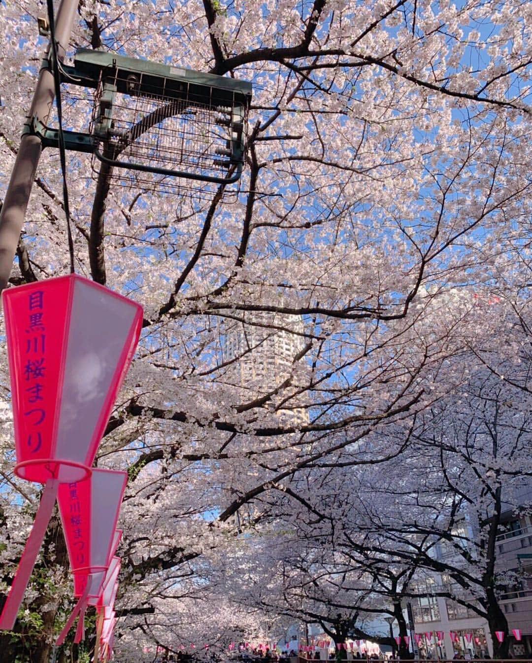 紗倉まなさんのインスタグラム写真 - (紗倉まなInstagram)「仕事前に、事務所のみんなと花見へ🌸春めいた目黒川、美しいけどやはり人混みがすごい...めくるように唐突にやってくる春という優しい季節の儚さを、少しでも感じられて良かった。寒さの終止符はいつ打たれるのかなー。東京も早くあたたかくならないかな。 #花見🌸 #中目黒 #目黒川 #マインズ大集合👭」4月3日 21時56分 - sakuramanateee
