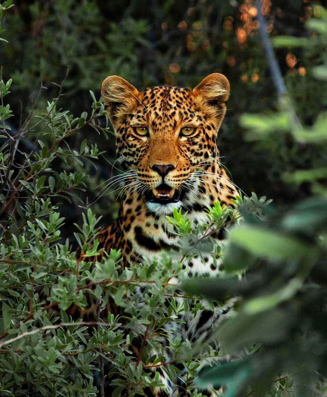 Canon Photographyさんのインスタグラム写真 - (Canon PhotographyInstagram)「Photo | @roam02 Botswana Shot on a canon 5d mark ii 1000 ISO | f/ 6.3 | 1/1250」4月3日 21時56分 - cpcollectives