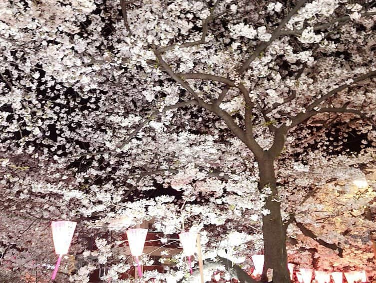 山名未紗さんのインスタグラム写真 - (山名未紗Instagram)「🌸🌸🌸 #目黒川 #目黒の桜 #お花見 #桜」4月3日 21時52分 - misa_yamana