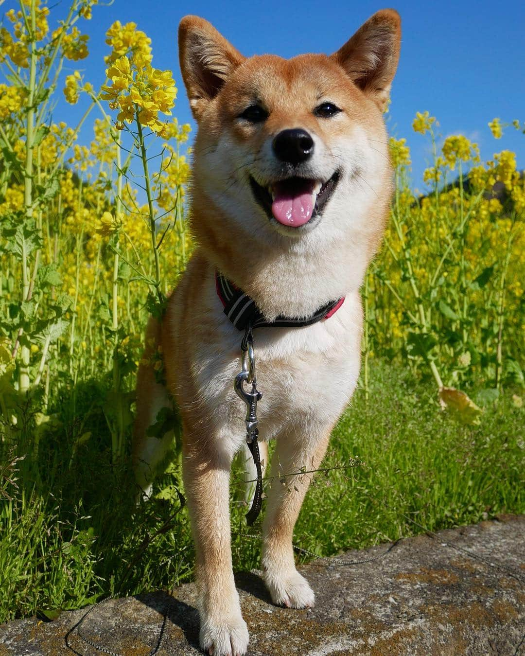 shibainu berryさんのインスタグラム写真 - (shibainu berryInstagram)「Mukumin🦊🌼🎶 むくみん可愛く撮れた🦊🌼 とにかく走る💨飛ぶ💨跳ねる💨で、なかなか写真撮れず😅2頭一緒に撮るのは困難であきらめた😅 終始楽しそうだったむくみん🎵また来年も行こうね☺️ #徳島 #神山 #❤️迷子犬の掲示板応援団 @maigo_dog  #❤️迷子犬の掲示板四国応援団 @maigo_dog_shikoku #柴犬 #べりやん #べりむく #多頭飼い #berry #shiba #shibainu  #shibainumania #shibastagram #instashiba #ぷにっと部 #口角キュキュッと部  #チーム俺様 →部員絶賛募集中 #shiba_snap #proudshibas #west_dog_japan #サンデイ #instagramjapan #ふわもこ部 #pecoいぬ部 #pecotv #buzzfeedanimals #dogsofinstagram #dogsofinstaworld #dogs_of_instagram #9gag」4月3日 21時52分 - shibainu.berry