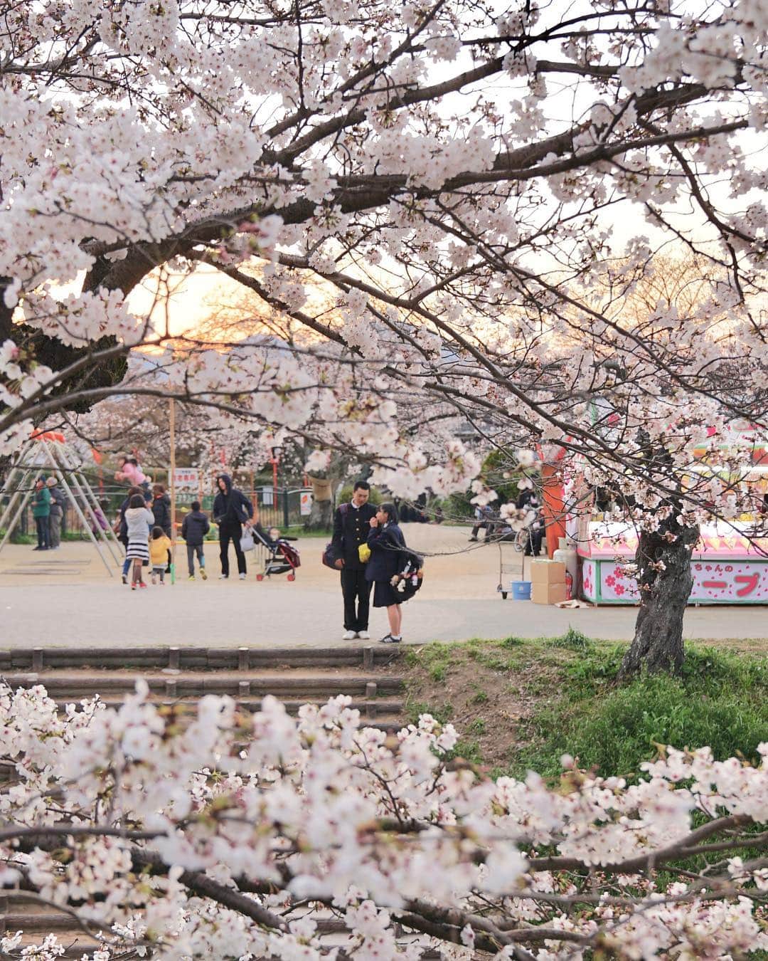 Koichiのインスタグラム：「. . HANAMI | それぞれの花見 . . . 📍#高田川千本桜 #奈良 #Nara .」