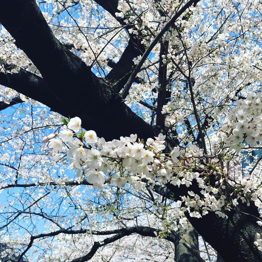 間々田佳子のインスタグラム：「今日は快晴！お花見日和！ 銀座週一顔ヨガ講座はじまりました〜❣️ みんなの顔が変わるのが楽しみです。愛情いっぱいて育てますよ！頑張って💪✨ #顔ヨガ銀座 #間々田佳子 #表情筋トレーニング」