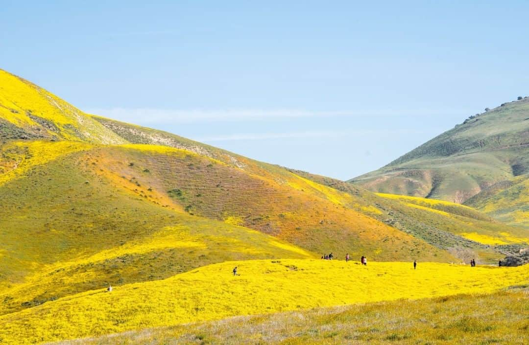 National Geographic Travelさんのインスタグラム写真 - (National Geographic TravelInstagram)「Photo by Ifeoma Ozoma @ifyozoma | For a number of wildflower species, fires encourage seed germination. But the conditions that make a “superbloom” of native flowers possible - drought depriving grasses of enough water to survive, followed by heavy rains that reach deeply buried wildflower seeds - can also portend danger by encouraging the growth of invasive, fire prone flowers like yellow mustards. Living in a state that is just now recovering from a devastating fire “season”, makes knowing the above and seeing these beautifully blanketed hills both exhilarating and frightening. For more photos of our public lands, follow @ifyozoma. #california」4月3日 21時59分 - natgeotravel