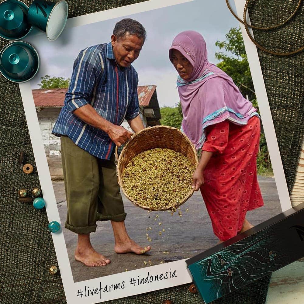 Nespressoさんのインスタグラム写真 - (NespressoInstagram)「Your future Master Origin Indonesia is in the making ☝  After harvesting the cherries manually, Mahmudi depulps them and collects their coffee beans. He and his wife then wash the beans and carefully spread them out onto the ground to dry under the sun 🌞  Pak Mahmudi’s farm is a new member of the Nespresso AAA Sustainable Quality Program. His coffee already meets the high quality standards, and with the Nespresso trainings, he will improve the management of this farm. Here, coffee is produced with the best practices!  Ready to taste it ?  #Nespresso #LiveFarms #Farmers #Indonesia #Coffee #TheChoicesWeMake #AAAprogram #Sustainability #MasterOrigin」4月3日 22時00分 - nespresso