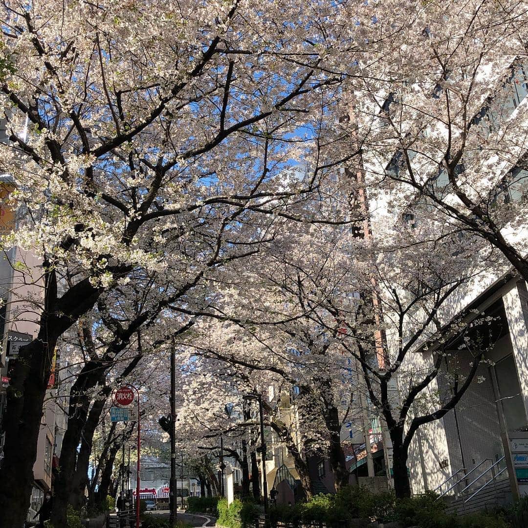 大西結花さんのインスタグラム写真 - (大西結花Instagram)「桜さくら🌸 桜の薄いピンク色と空の青さが素敵✨ 今日は風も強くて花びらも少し舞ってました💦  #桜 #さくら #サクラ #cherryblossom #ピンク #ピンク色 #桜色 #青空 #春 #spring #japan #tokyo #shibuya #yuka #yukaonishi #大西結花 #sakura #渋谷 #東京」4月3日 22時00分 - yukaonishi_