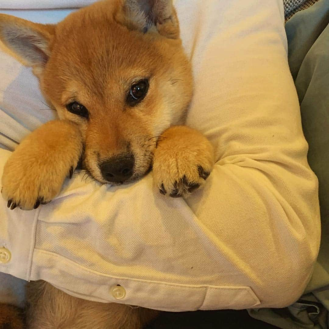 香川沙耶さんのインスタグラム写真 - (香川沙耶Instagram)「Puppy Dog Eyes🥰 #shibainu」4月3日 22時01分 - saya.kagawa