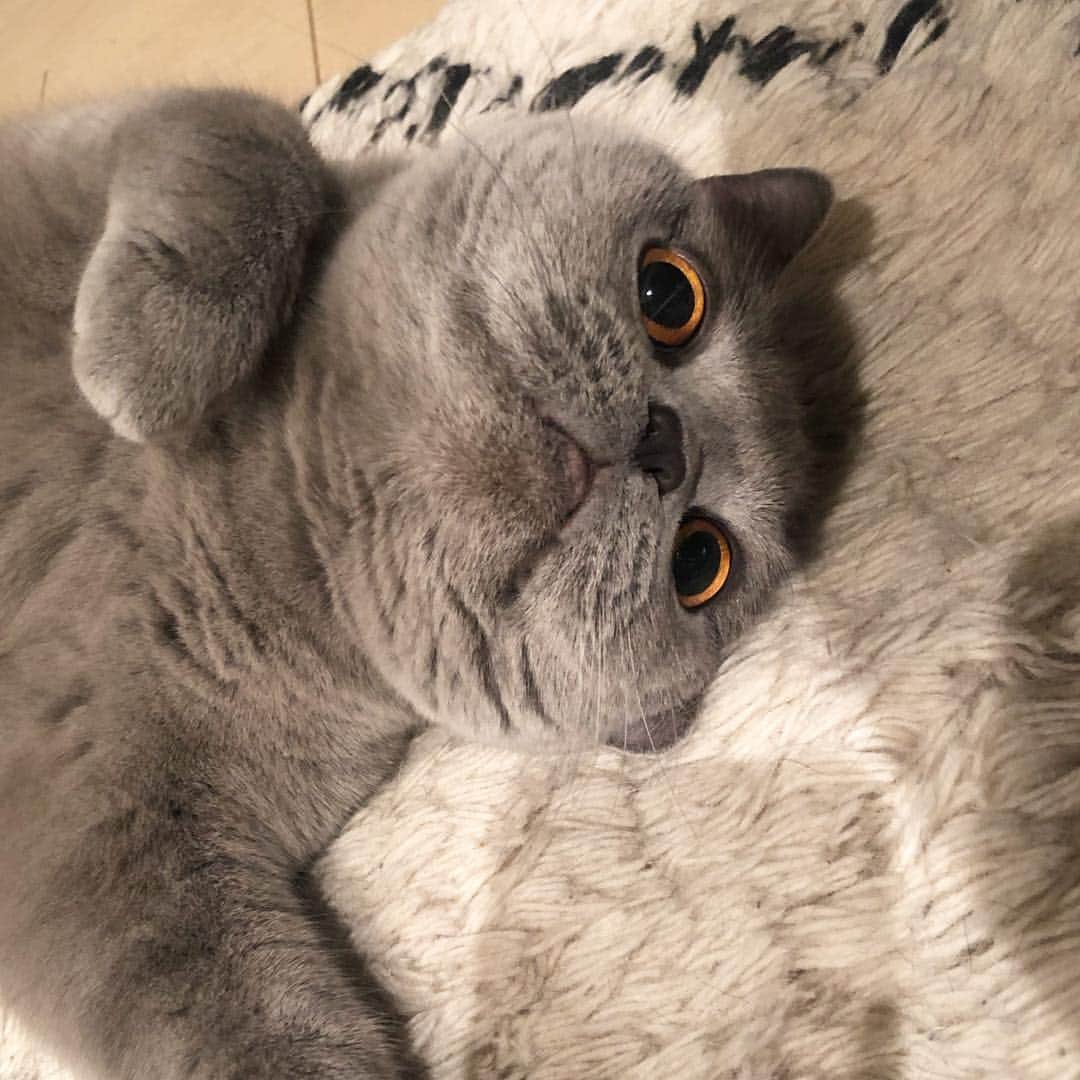 Nico & Tabu with MAYUMI KATOさんのインスタグラム写真 - (Nico & Tabu with MAYUMI KATOInstagram)「タブが旦那に無理矢理抱っこされているのを見て危機感を感じているにこたんの焦りの形相…🤡 . #常に同じ場所にいる #カーペット大好き  #britishshorthair  #cat #bluecat #eclatcat #catstagram #catsofworld #catsofinstagram #cats_of_instagram  #world_kawaii_cat #instagramcat #cute #catlover #ブリティッシュショートヘア #ブリショー #ねこ部 #ペコねこ部 #みんねこ#にゃんすたぐらむ #猫山商事 #ブリ商会 #関東にゃんこ部 #多頭飼い #고양이 #кошка #قط #英国短毛猫 #katze」4月3日 22時03分 - mayuekkip