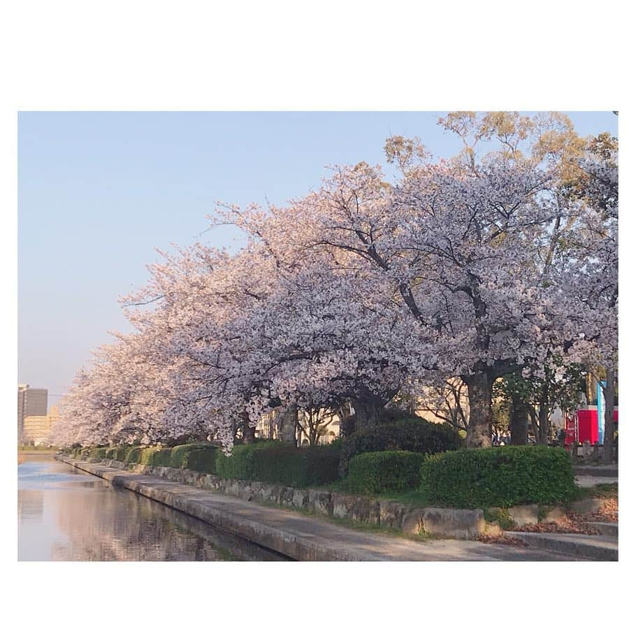 馬場彩華さんのインスタグラム写真 - (馬場彩華Instagram)「🌸🌸🌸 . 佐賀城公園のおほりの桜見てきました🌸 . 夕方で寒かったけど🥶🍃 夕方で風強かったけど🥶🍃 . 空も桜もめちゃくちゃ綺麗💭💎 . 今のうちに桜綺麗なところ巡りでもしたいな🌸🌸 . #佐賀県 #佐賀市 #佐賀城公園 #お堀 #桜 #🌸」4月3日 22時03分 - s2yklo