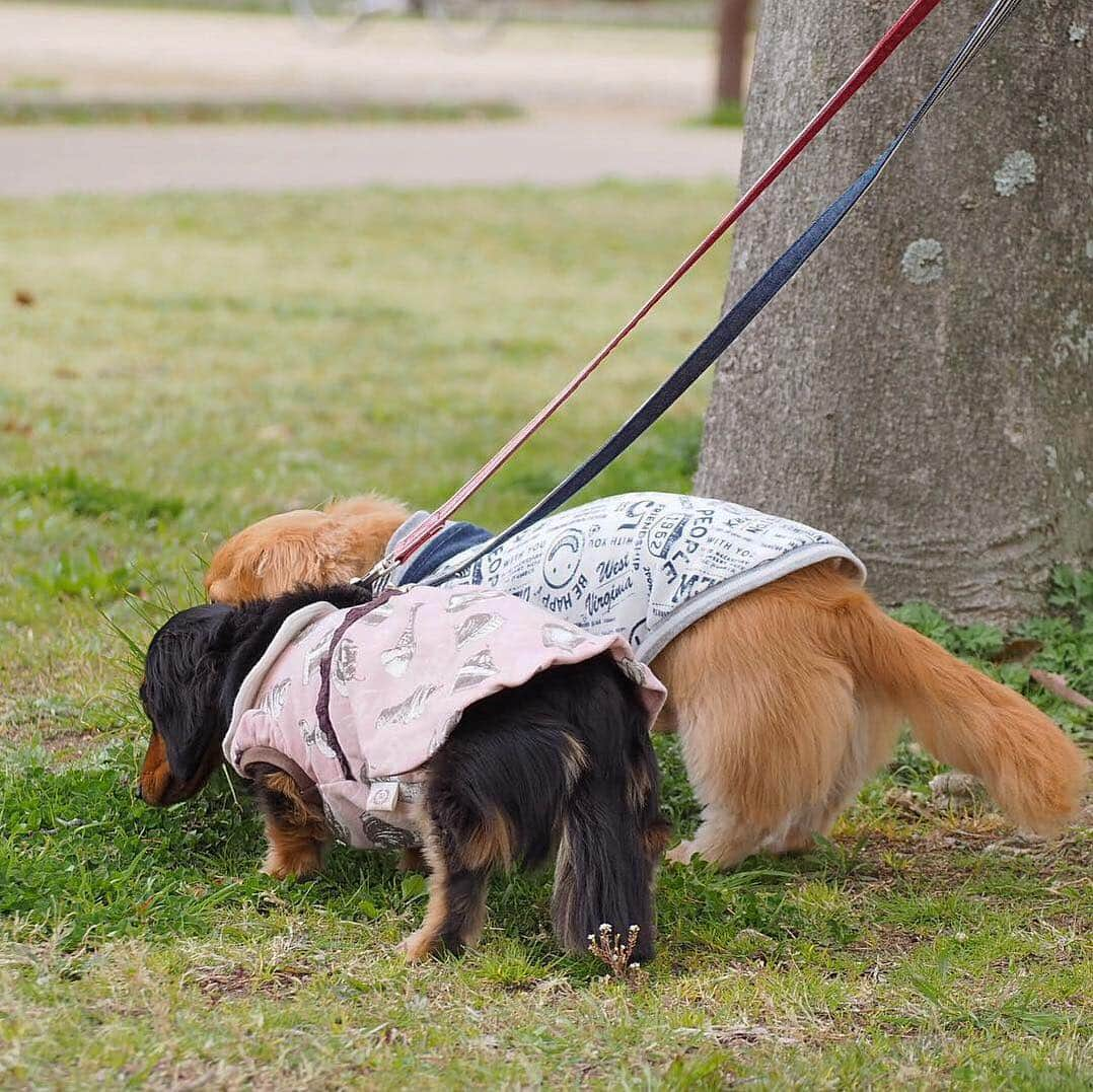 Sora Momoさんのインスタグラム写真 - (Sora MomoInstagram)「#水曜日はおちり祭り  2人でくんくんするおちり🐶🐾🐶 ☺︎ 日曜日のお散歩の写真 1度投稿した写真だけどお気に入り♡なのでもう1回投稿しちゃいます ☺︎ お家でくんくんしてるのは おやつ隠して探す遊びをしてるから 2人とも自分が先に見つけようと必死😂 ☺︎ #ふわふわおしり部 #2人でくんくん#くん活中#おやつ探してくんくん#必死なおちり#並んだおちりが可愛い#仲良し#そらともも #ダックス#ミニチュアダックス #dachshund #miniaturedachshund」4月3日 22時03分 - teratera_sorapu_