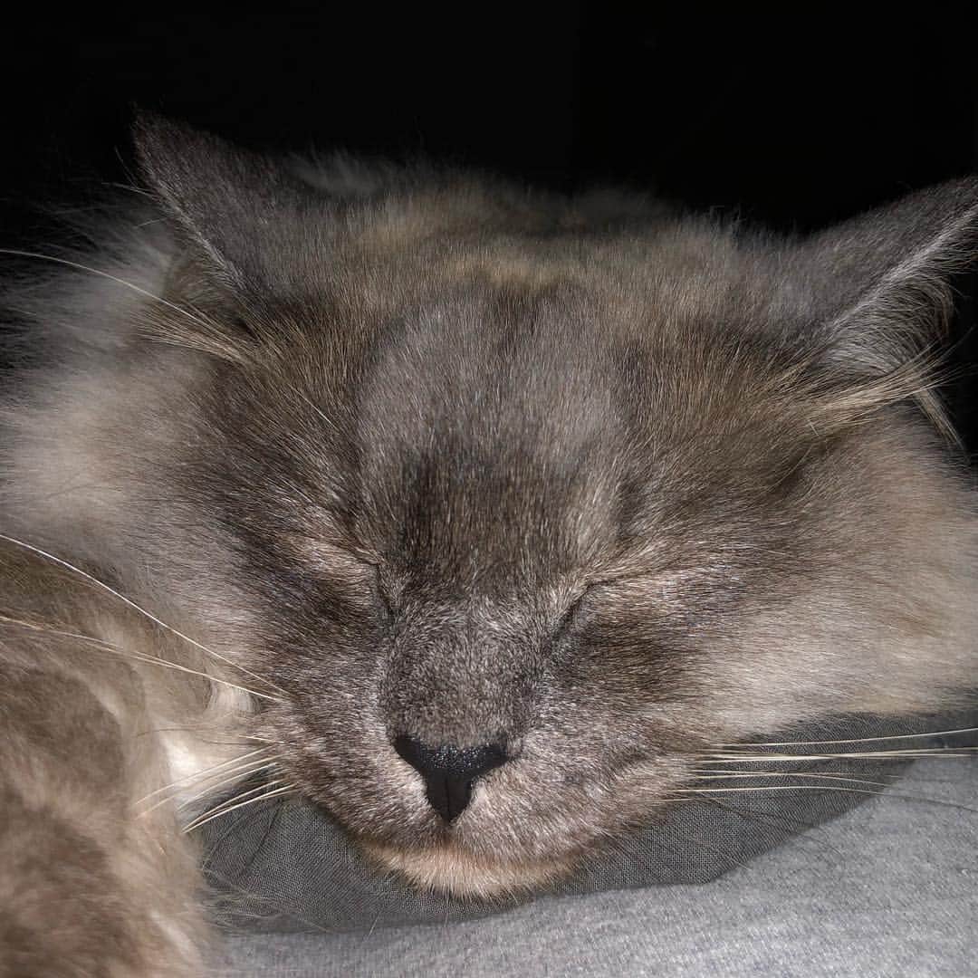 ギモさんのインスタグラム写真 - (ギモInstagram)「왜 그 많은 침대를 두고 나를 택했니.. #cat #chamoe #집사야마니푹신하구나 #챠매덮밥」4月3日 22時06分 - 1room1cat