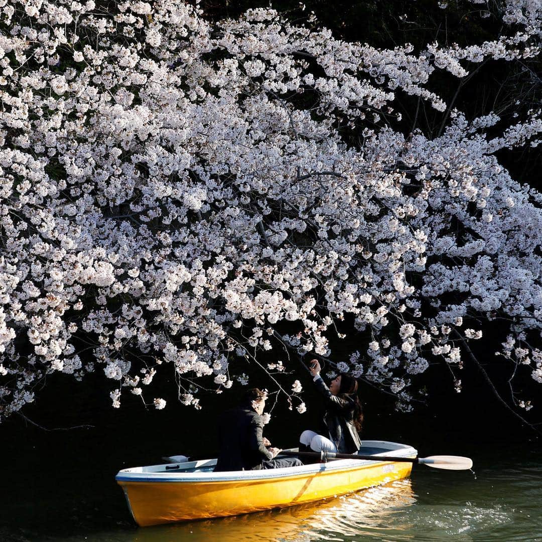 NBC Newsさんのインスタグラム写真 - (NBC NewsInstagram)「A couple rides a boat underneath #cherryblossoms in full bloom in #Tokyo, #Japan. . 📷 Kim Kyung-hoon / @reuters」4月3日 22時06分 - nbcnews