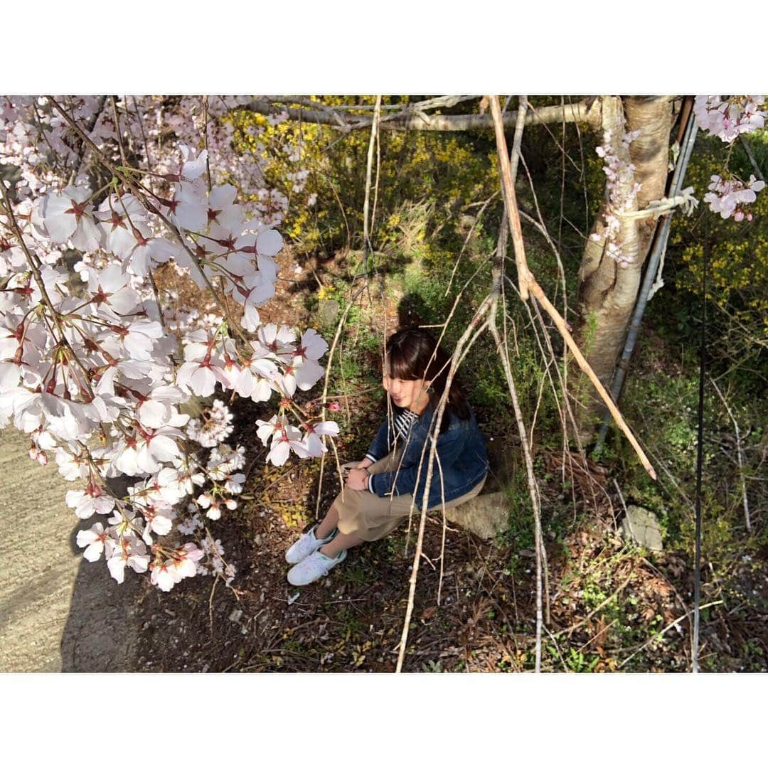 梅山茜さんのインスタグラム写真 - (梅山茜Instagram)「. ＊お知らせ⚠️&今年初お花見🌸＊ . ▼ガリゲル放送日決定！▼ 先にお知らせさせてください📣 読売テレビ制作の10局ネットで放送している バラエティ番組「ガリゲル」のロケに行かせてもらい、 大阪などでは去年既に放送されましたが ようやく四国放送での放送日が決定しました☺️ 前編▷4月7日(日)13時〜 後編▷4月14日(日)13時〜 いずれも四国放送のみでの放送予定日です。 同じ日の同じ時間にそれぞれの場所で 最高の夕日を探しに行く！というもの🌇 今回は四国放送の他に、ミヤギテレビの浮ヶ谷アナ そして読売テレビは銀シャリ鰻さんが台湾で夕日探し！ 果たして最高の夕日は見られるのか👀 めちゃくちゃ楽しいロケでした！ ぜひ2週続けて見て頂けると嬉しいです🙏🏻💕 よろしくお願いします🙇🏻‍♀️🎀 . そして写真は先日、神山のゆうかの里に行ったもの🚗 ちょうど週末に見頃を迎えたのと ゴジカル！の中継で紹介した後だった為、 たくさんの人で賑わっていました☺️ とってもいいお天気で、枝垂れ桜のピンクと 約1500本のレンギョウの黄色が 青空に映えてすごく綺麗だった💕 元々はすだちを育てていた場所ですが、 今はボランティアのみなさんが協力してお世話をして 無料で開放されてるとのこと。頭が下がります。 来年もぜひまたステキな花を咲かせてほしいです🌸 徳島市内でも満開の桜が増えてきました！ もっともっとお花見したいな〜🍡🍻 . #ゴジカル#アナウンサー#ガリゲル#バラエティ#パン#女子アナ#お笑い#芸人#四国放送#銀シャリ#読売テレビ#ミヤギテレビ#ダイエット#番宣#告知#大阪#宮城#台湾#徳島#桜#ゆうかの里#枝垂れ桜#お花見#徳島ラーメン#阿波尾鶏#徳島パン屋#pr#bread#running」4月3日 22時09分 - umeyama_akane