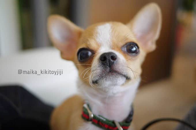 maika_kikitoyjijiさんのインスタグラム写真 - (maika_kikitoyjijiInstagram)「. Toy&Kiki . 赤ちゃんだった頃のトイくん♡ . 昔も可愛いけど、 歳を重ねた君はもっと可愛い。 . この気持ち、 どうしてくれよう…♡ . . #puppy #パピー #いつになっても赤ちゃん #アップルヘッド #chihuahua #dog #チワワ #犬 #치와와 #weeklyfluff #ふわもこ部 #IGersJP #dogstagram #chihuahuaoftheday #tokyocameraclub #東京カメラ部 #犬バカ部 #whim_fluffy #dog_features #dogsofinstagram #いぬすたぐらむ #愛しい #たまらない #チワワスタグラム」4月3日 22時16分 - maika_kikitoyjiji