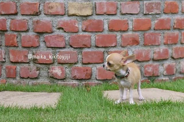 maika_kikitoyjijiさんのインスタグラム写真 - (maika_kikitoyjijiInstagram)「. Toy&Kiki . 赤ちゃんだった頃のトイくん♡ . 昔も可愛いけど、 歳を重ねた君はもっと可愛い。 . この気持ち、 どうしてくれよう…♡ . . #puppy #パピー #いつになっても赤ちゃん #アップルヘッド #chihuahua #dog #チワワ #犬 #치와와 #weeklyfluff #ふわもこ部 #IGersJP #dogstagram #chihuahuaoftheday #tokyocameraclub #東京カメラ部 #犬バカ部 #whim_fluffy #dog_features #dogsofinstagram #いぬすたぐらむ #愛しい #たまらない #チワワスタグラム」4月3日 22時16分 - maika_kikitoyjiji