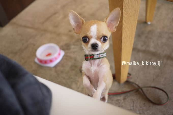 maika_kikitoyjijiさんのインスタグラム写真 - (maika_kikitoyjijiInstagram)「. Toy&Kiki . 赤ちゃんだった頃のトイくん♡ . 昔も可愛いけど、 歳を重ねた君はもっと可愛い。 . この気持ち、 どうしてくれよう…♡ . . #puppy #パピー #いつになっても赤ちゃん #アップルヘッド #chihuahua #dog #チワワ #犬 #치와와 #weeklyfluff #ふわもこ部 #IGersJP #dogstagram #chihuahuaoftheday #tokyocameraclub #東京カメラ部 #犬バカ部 #whim_fluffy #dog_features #dogsofinstagram #いぬすたぐらむ #愛しい #たまらない #チワワスタグラム」4月3日 22時16分 - maika_kikitoyjiji