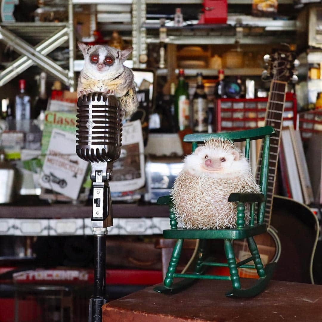 ダーシーさんのインスタグラム写真 - (ダーシーInstagram)「Chopin and Pizzatoru(@pizzatoru) 🦔🐒🎙🎸🎶 ・ ・ ・ マイクに乗れるなんてずるかわいい😍🐒✨ ショパンとピザトルくんの写真は4/5からのまるっと小動物展in広島にて5カットだけ展示します🦔🐒😊」4月3日 22時17分 - darcytheflyinghedgehog