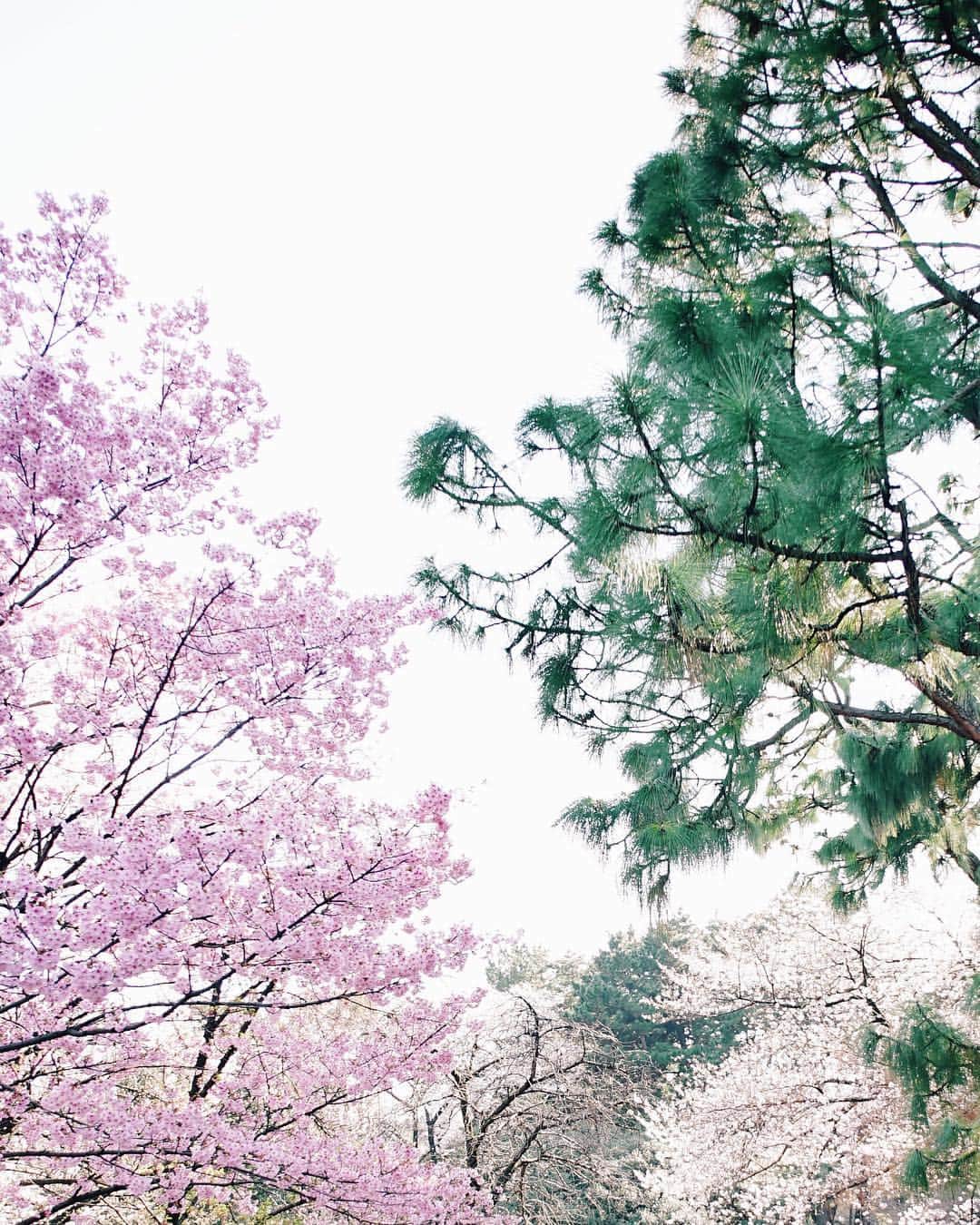 ima_ju / Jun Iのインスタグラム：「. . Three Colors | 俺流の桜 04 . . ::」