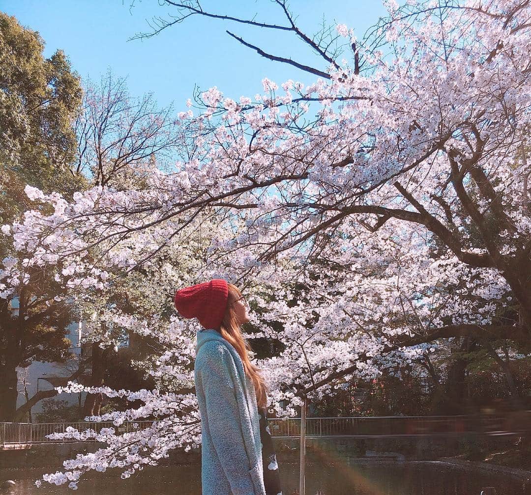 MARIA-Eさんのインスタグラム写真 - (MARIA-EInstagram)「. ‪2019年 桜🌸‬ . ‪今年もいっっっぱい 咲いたね😌✨‬ . #桜 ‪#お花見 ‬」4月3日 22時19分 - maria.eeee